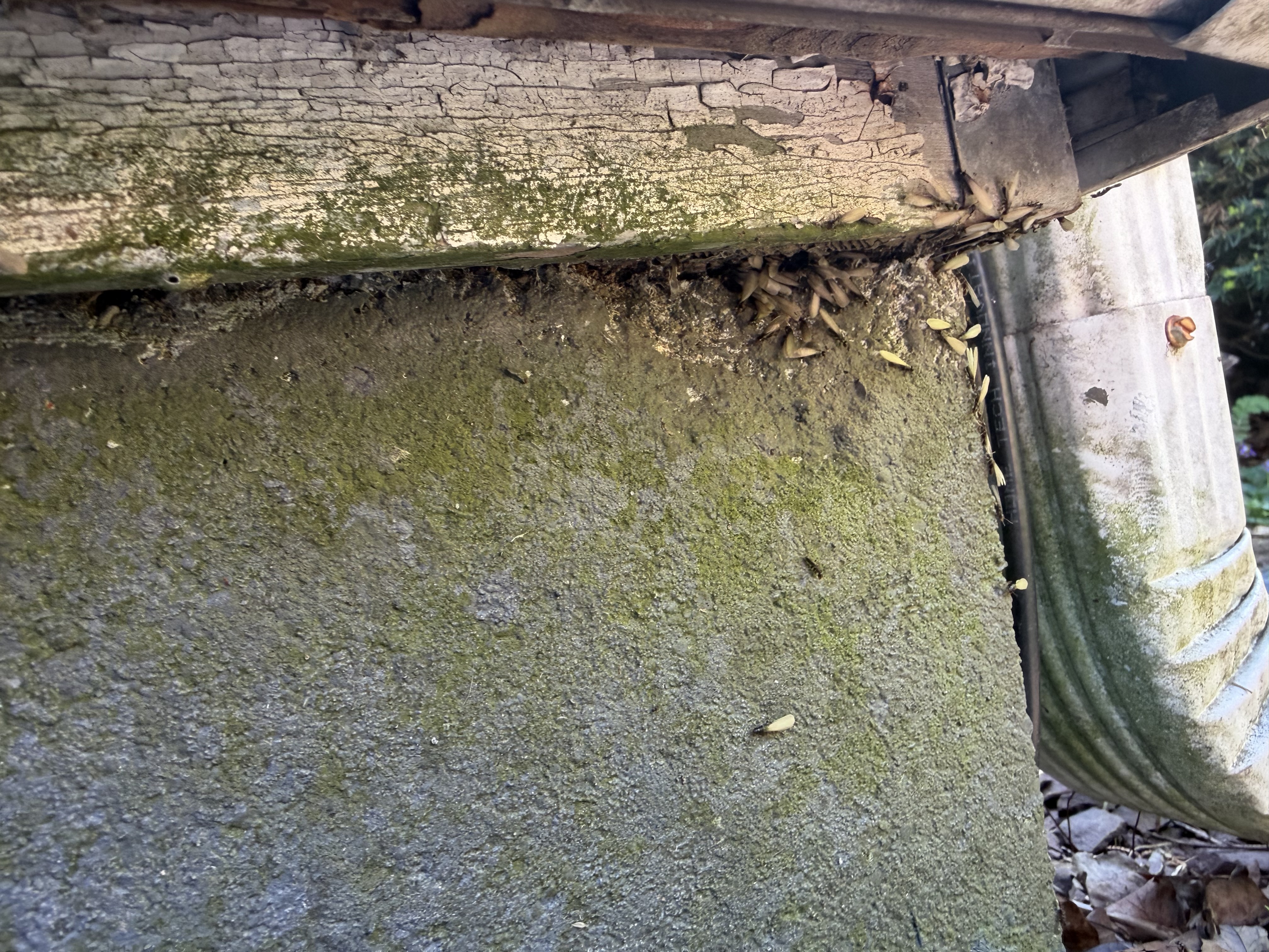  for All-In Pest Control & Home Solutions in Greene County, IN