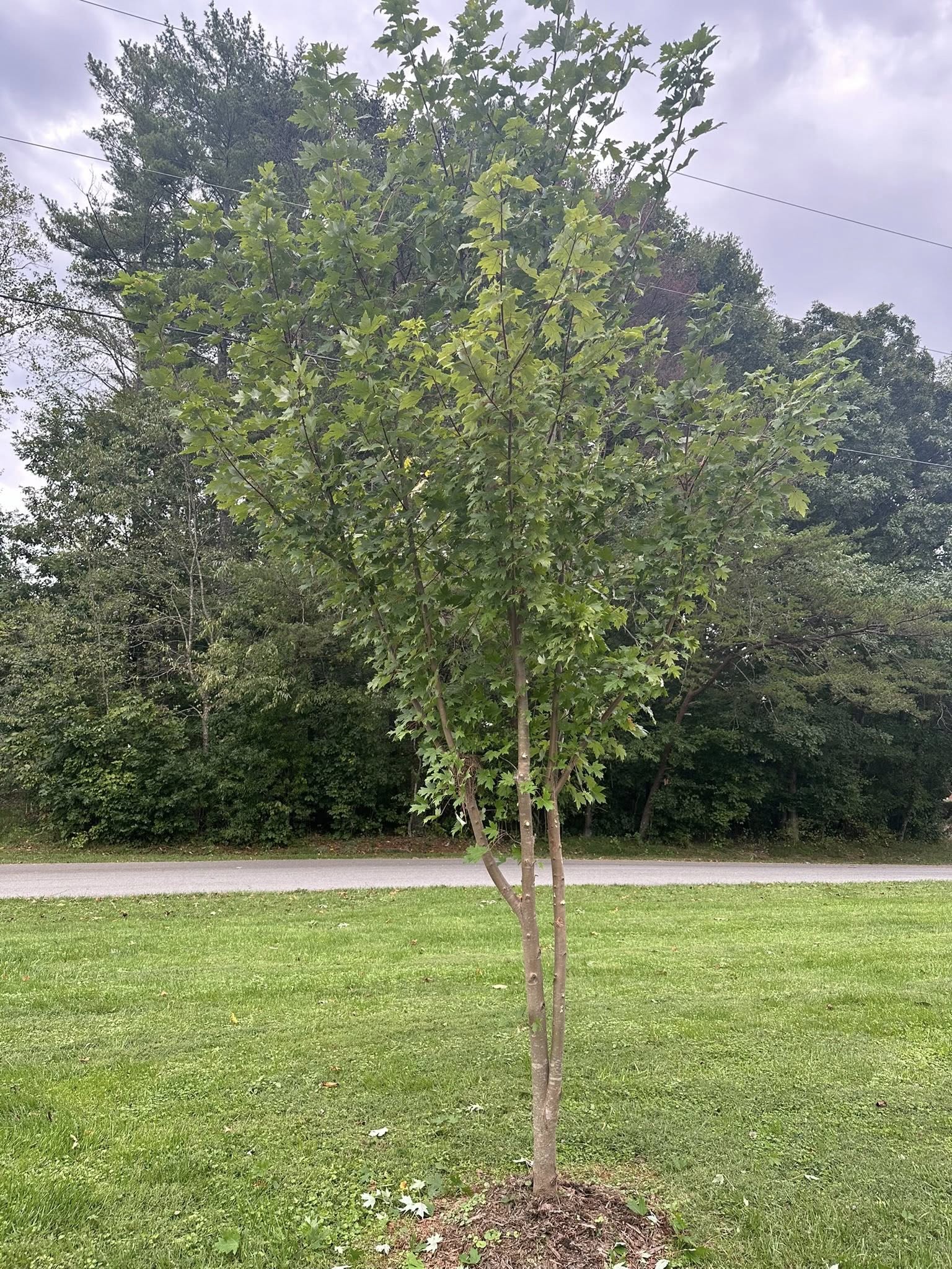  for Ramirez Tree Care in Elkin, NC