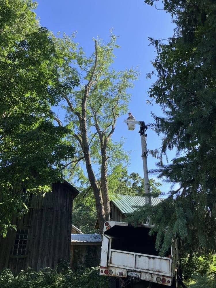  for Lovenguth Logging and Tree Service in West Monroe, NY