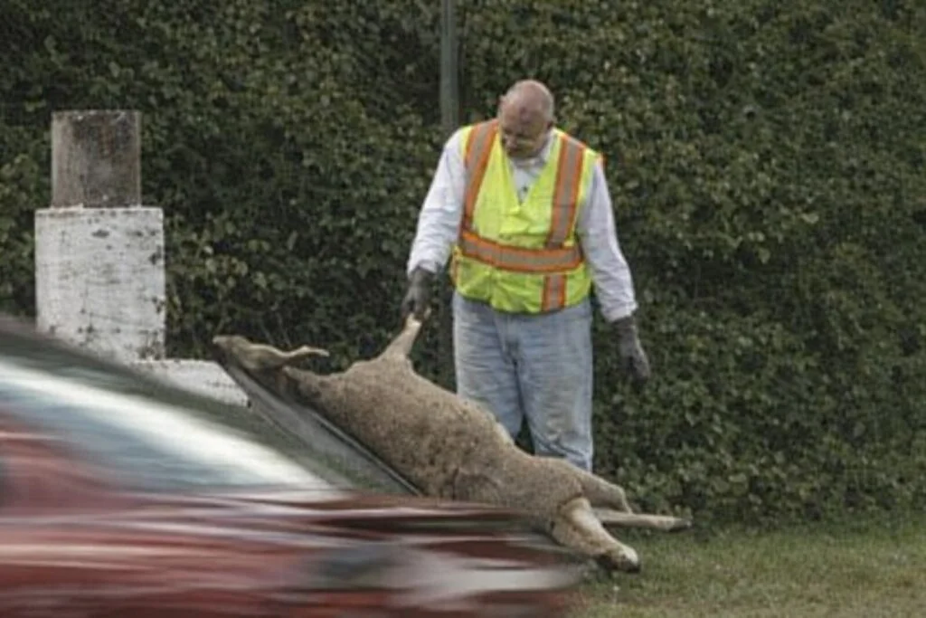 All Starr Dead Animal and Deer Removal team in Manchester Township, NJ - people or person