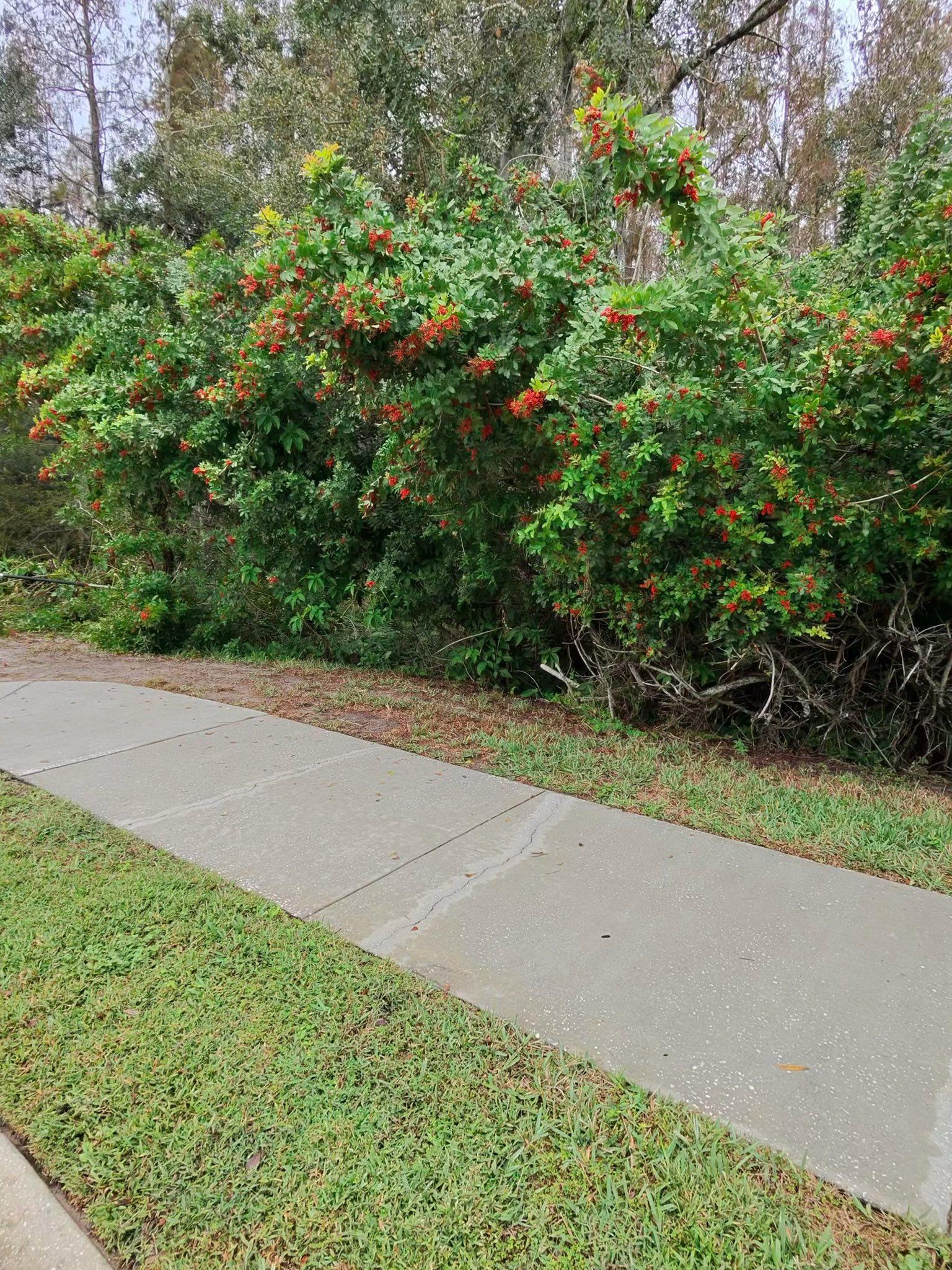  for EB Trees and Landscape in Lutz, FL