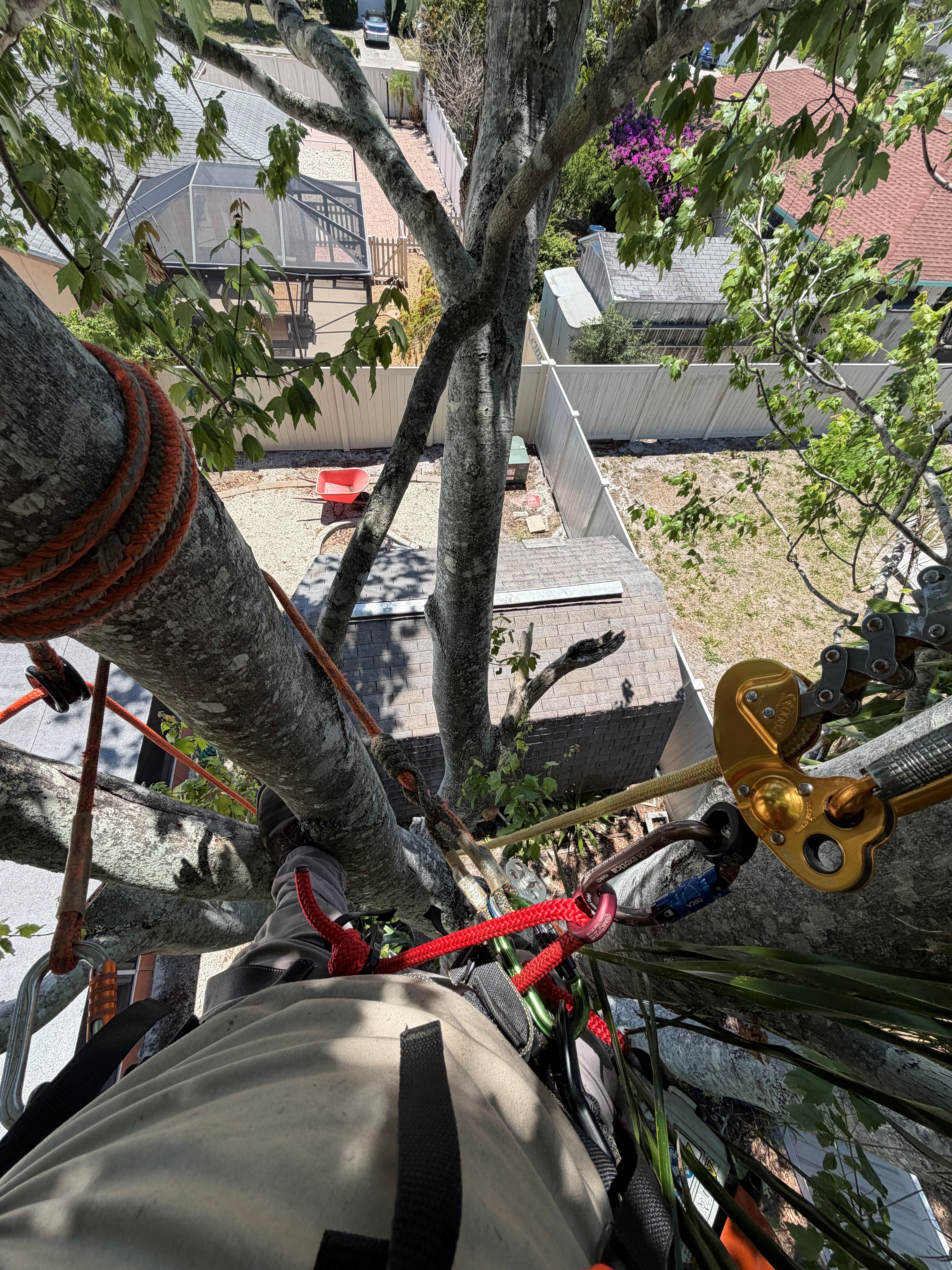  for Damian’s Tree Care in Sarasota, FL