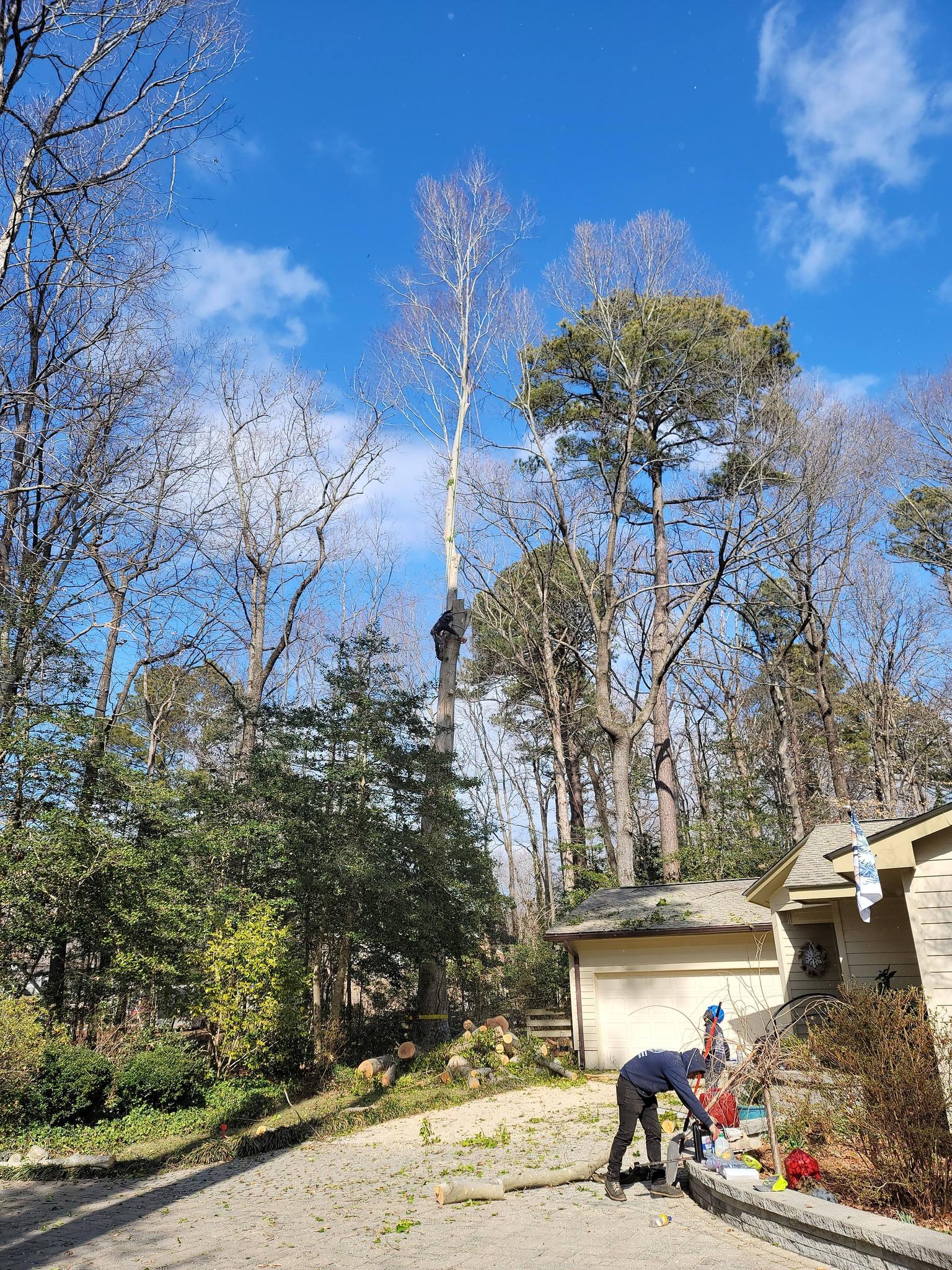  for Integrity Tree and Landscaping in Lynchburg, VA