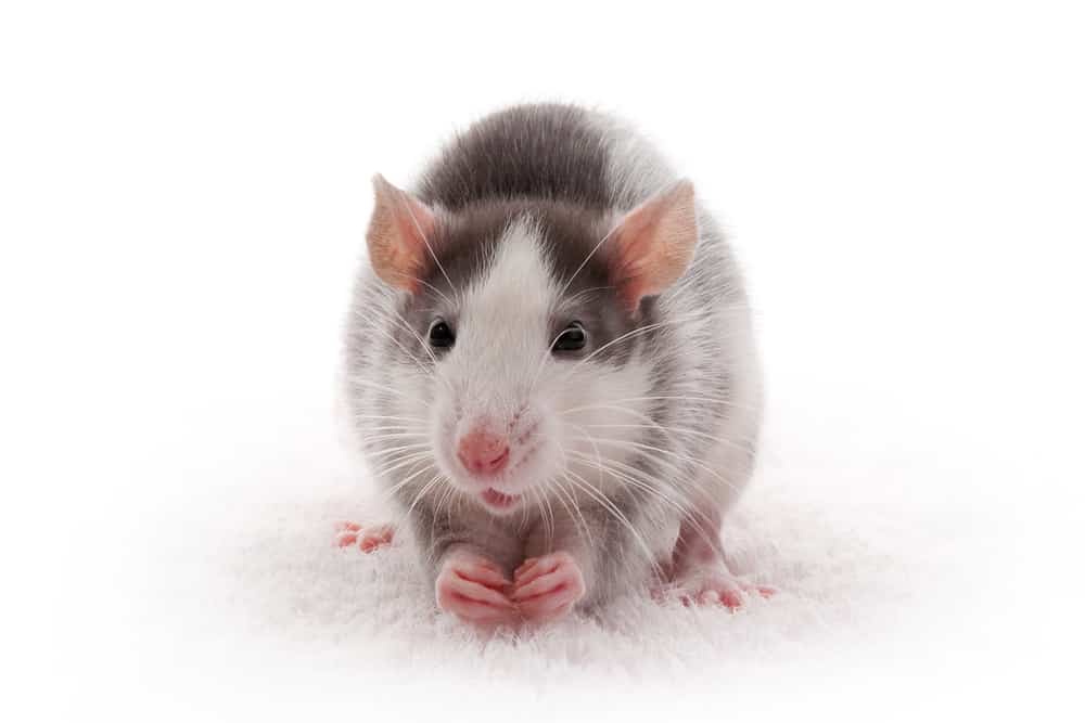  for Niko's Pest Control in Las Vegas, NV