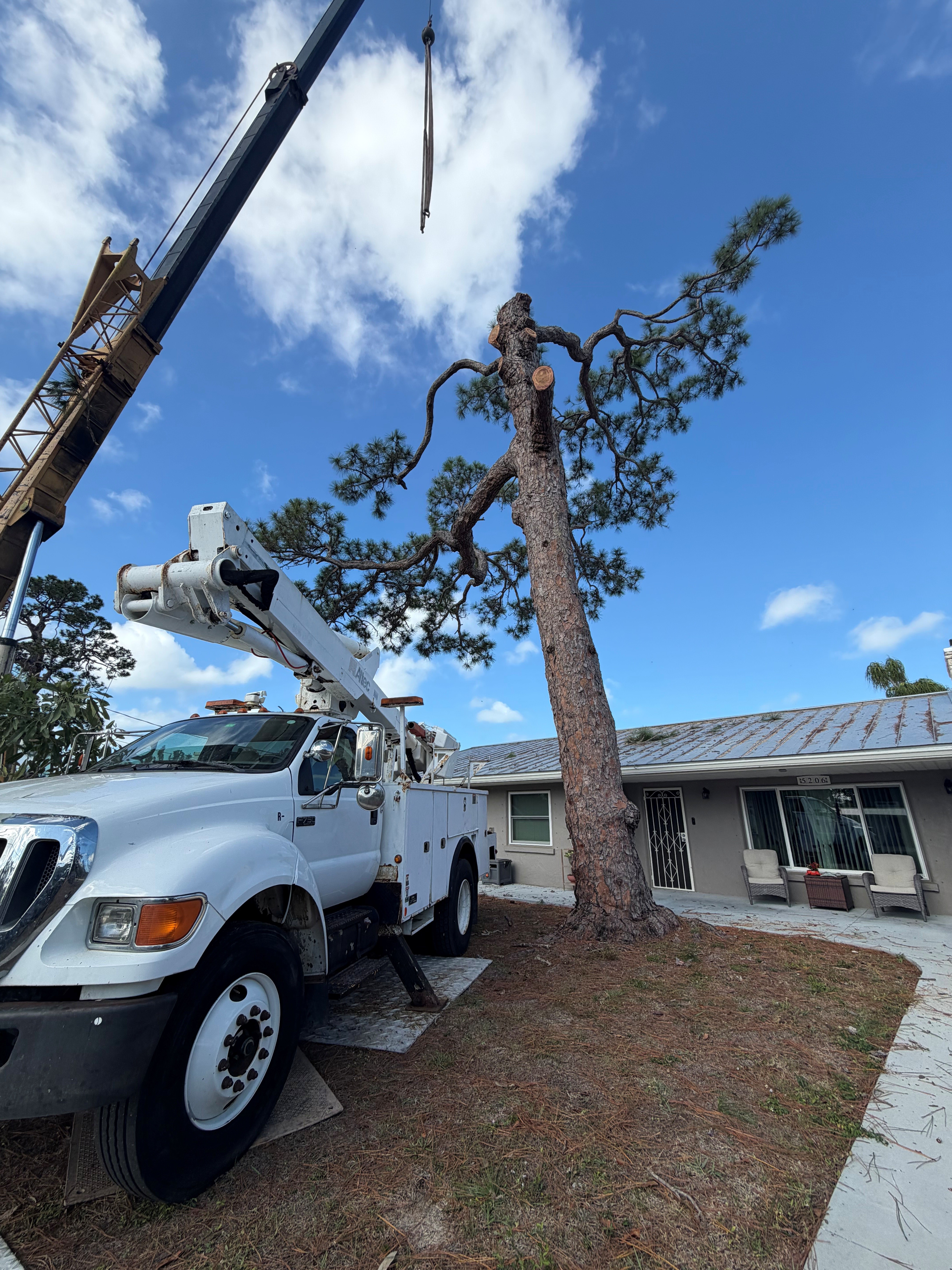  for Damian’s Tree Care in Sarasota, FL