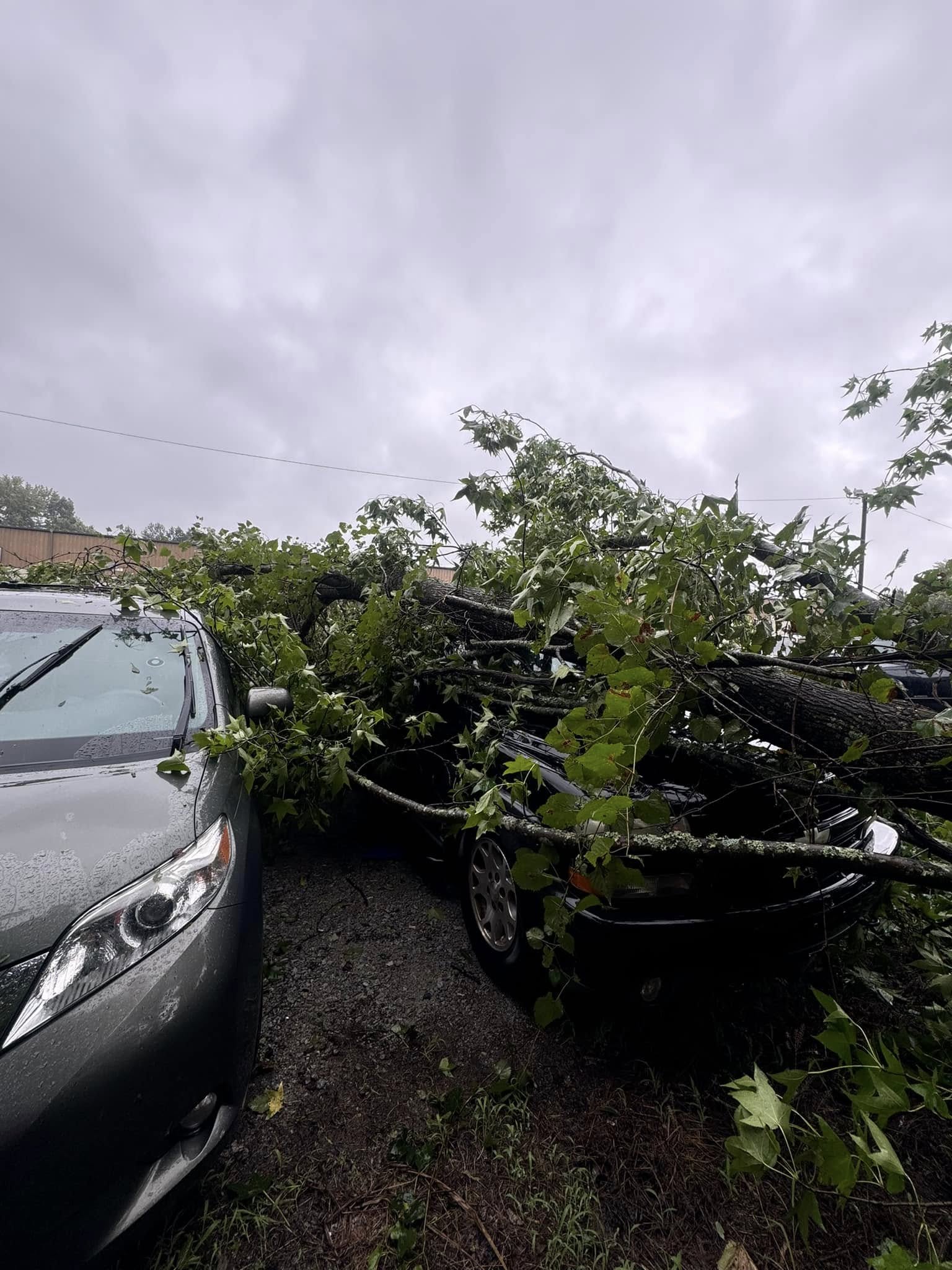  for DW’s Tree Service in Winston-Salem, NC