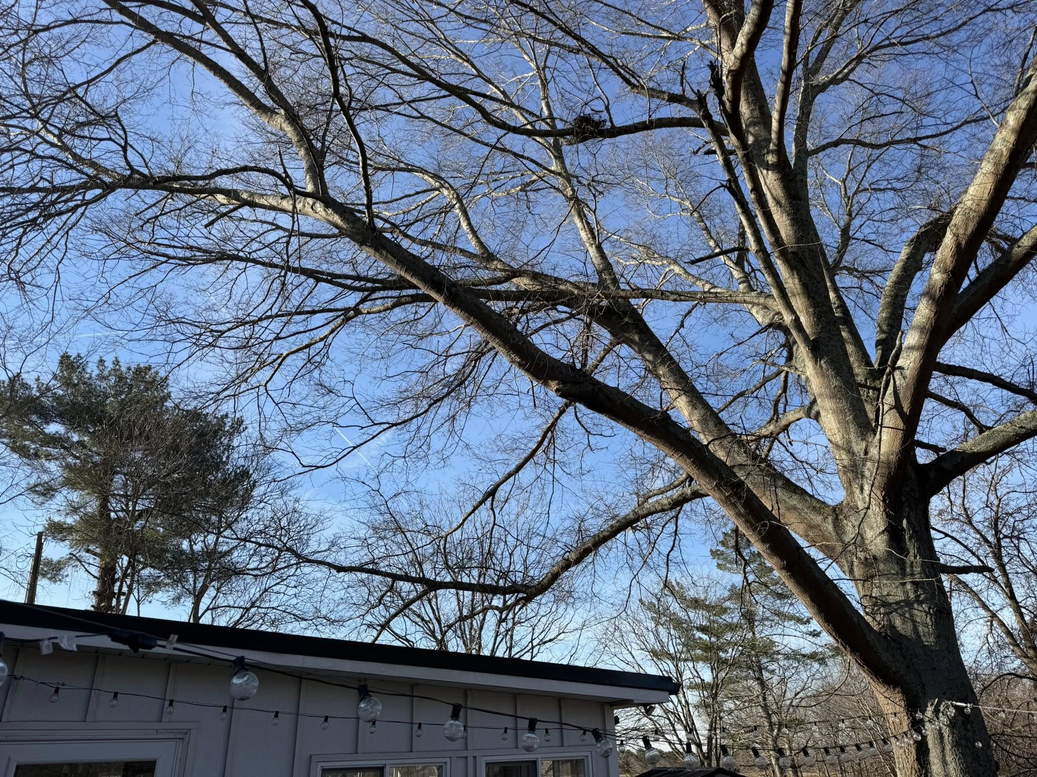  for Down South Tree Care and Landscaping in Maiden, NC