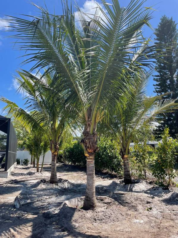  for Plant World LLC in Cape Coral, FL