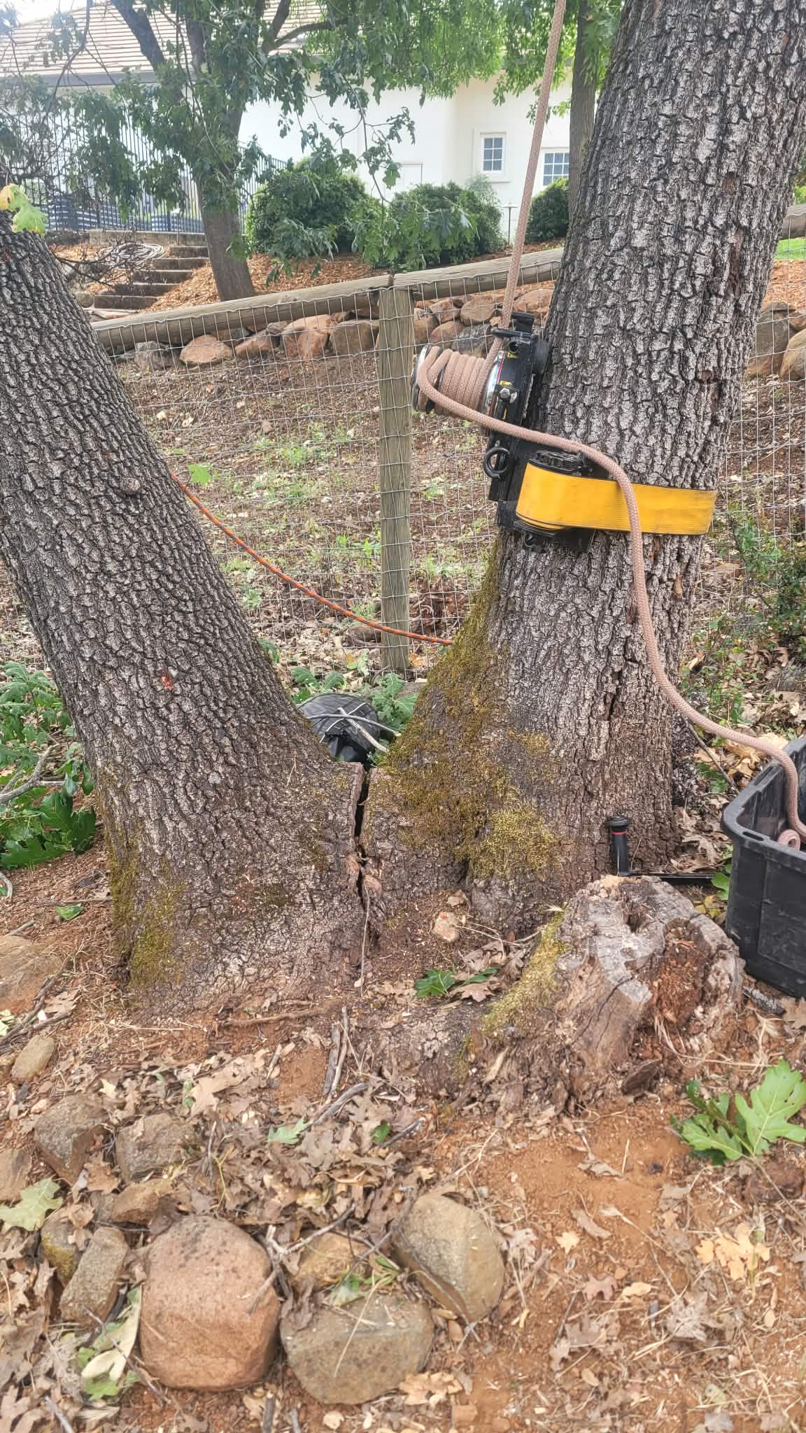  for George Staddan's Professional Tree Care in Placerville, CA
