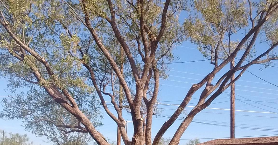 Tree Services company Lion In The Tree Trimming Service in Big Spring, TX