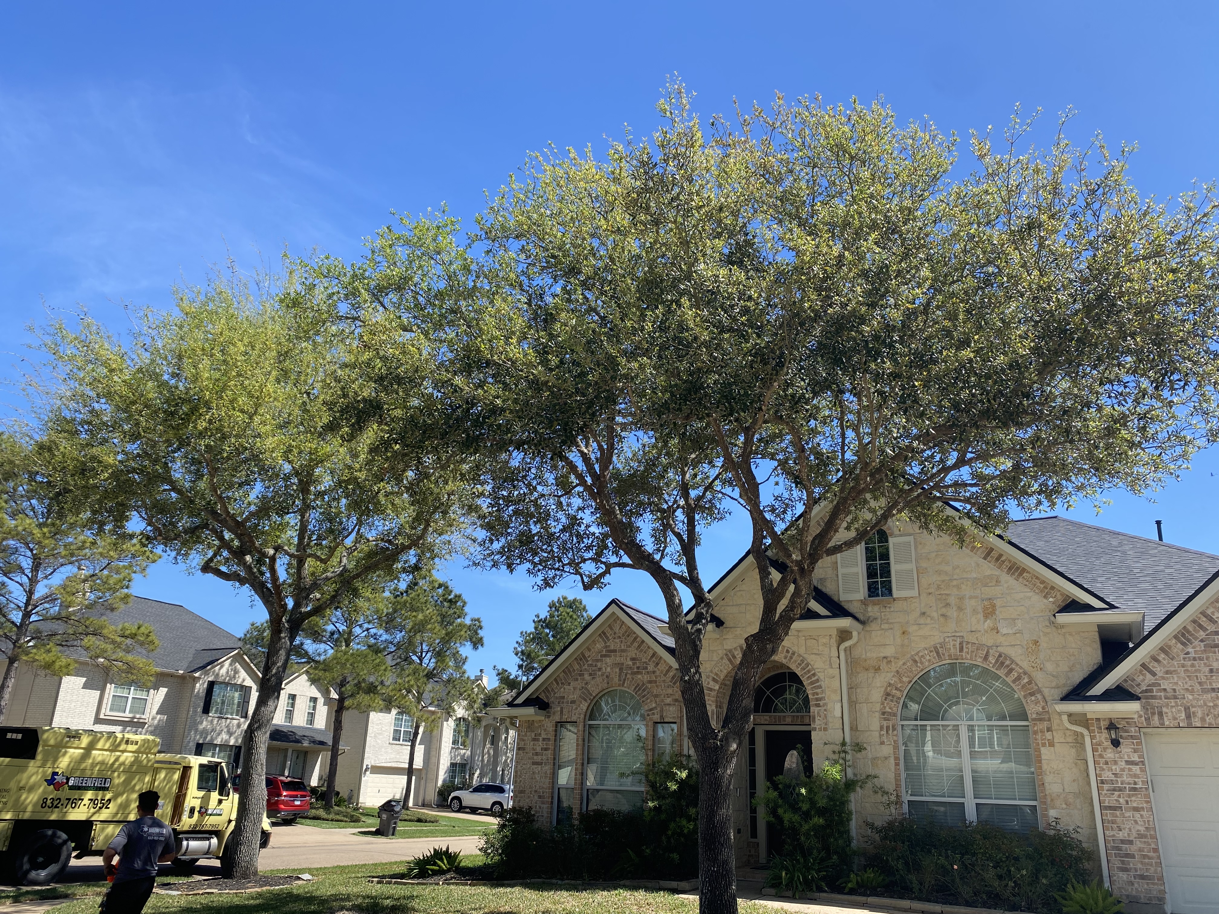  for Greenfield Tree Services in Manvel, TX