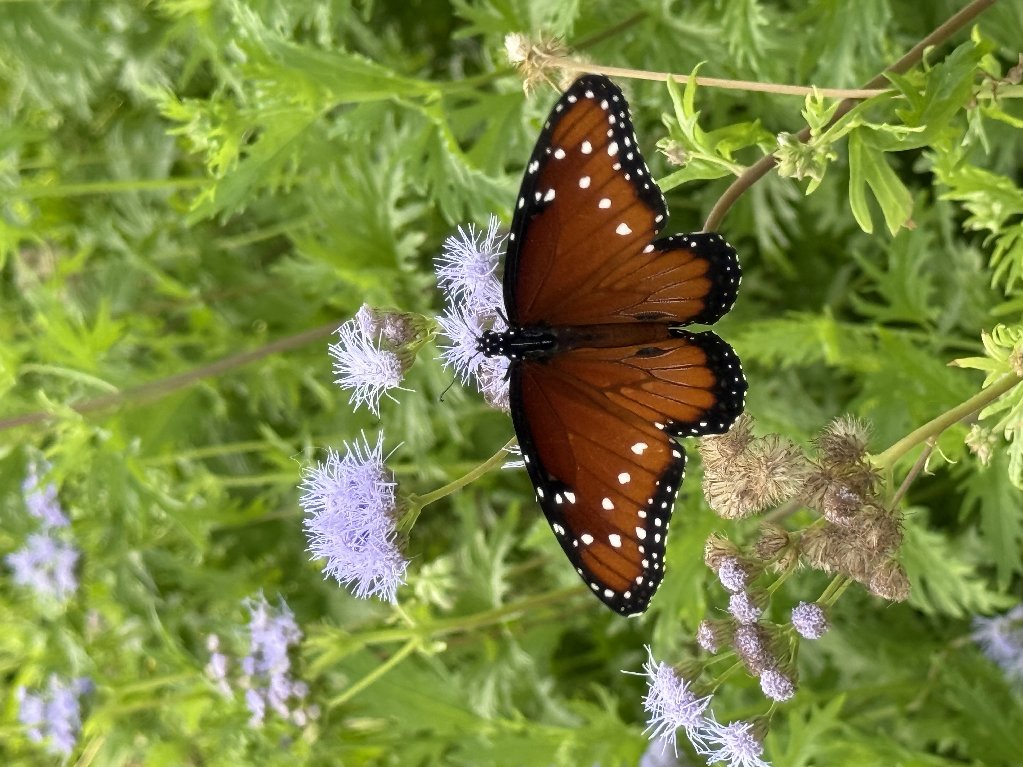  for Keen Decorative Concrete in Corpus Christi, TX