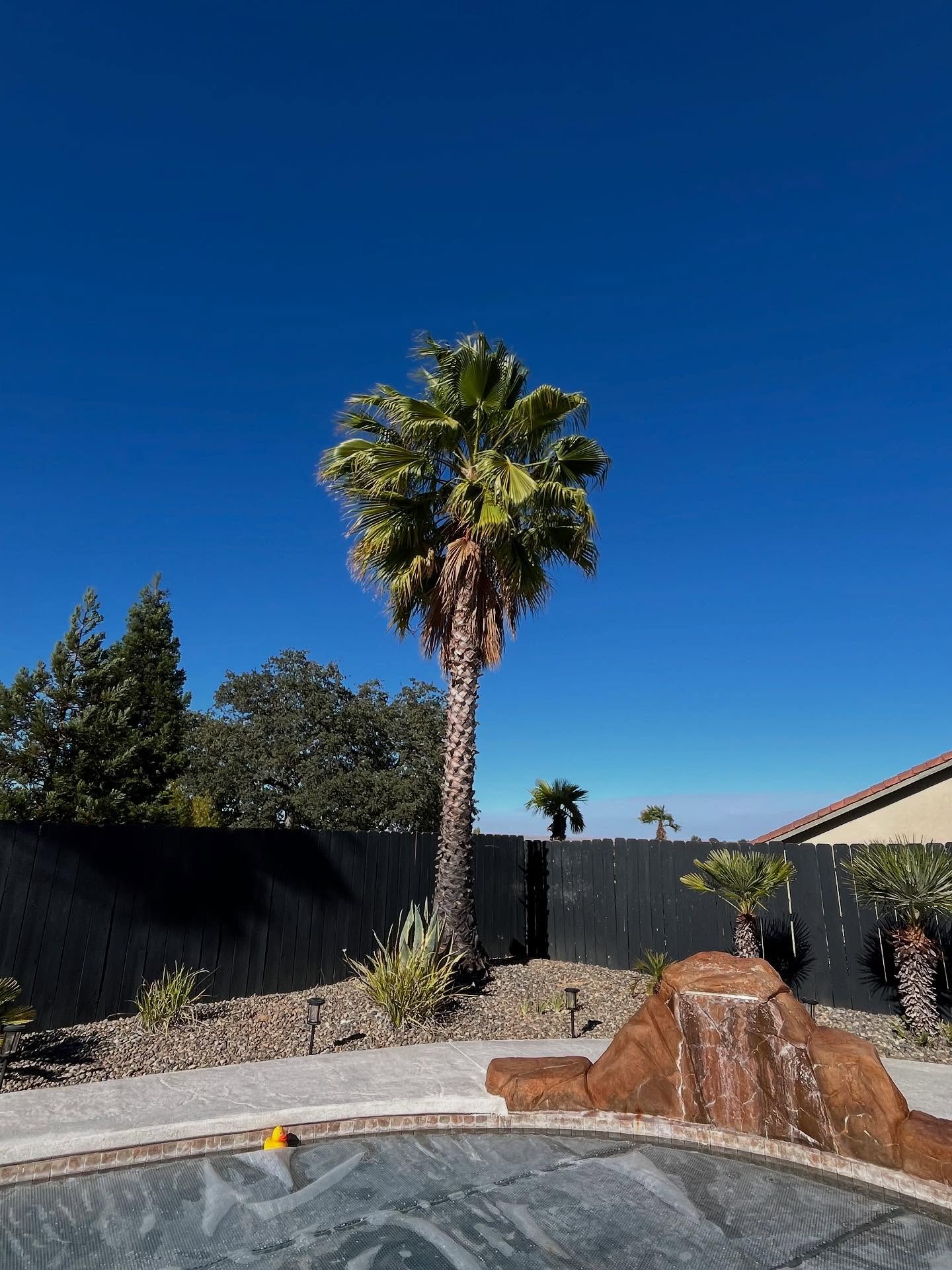 tree services company A1 Junk & Tree Solutions, LLC in Paso Robles, CA