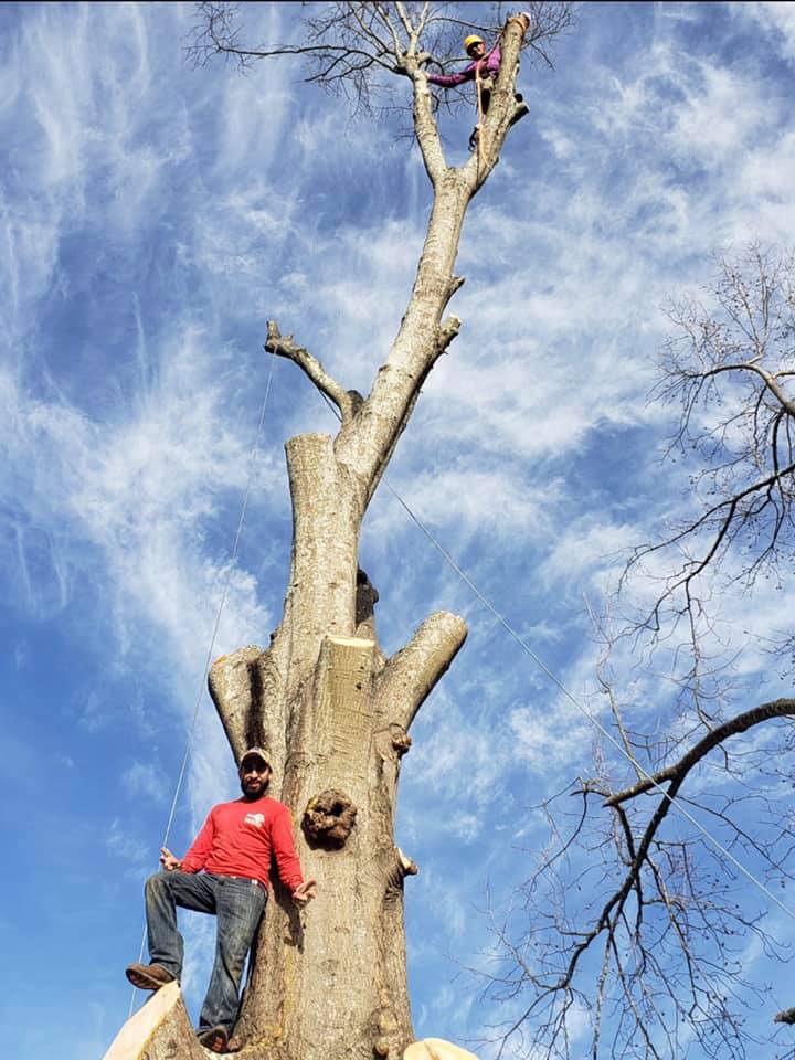  for Falcon stump grinding Tree services in Loganville, GA