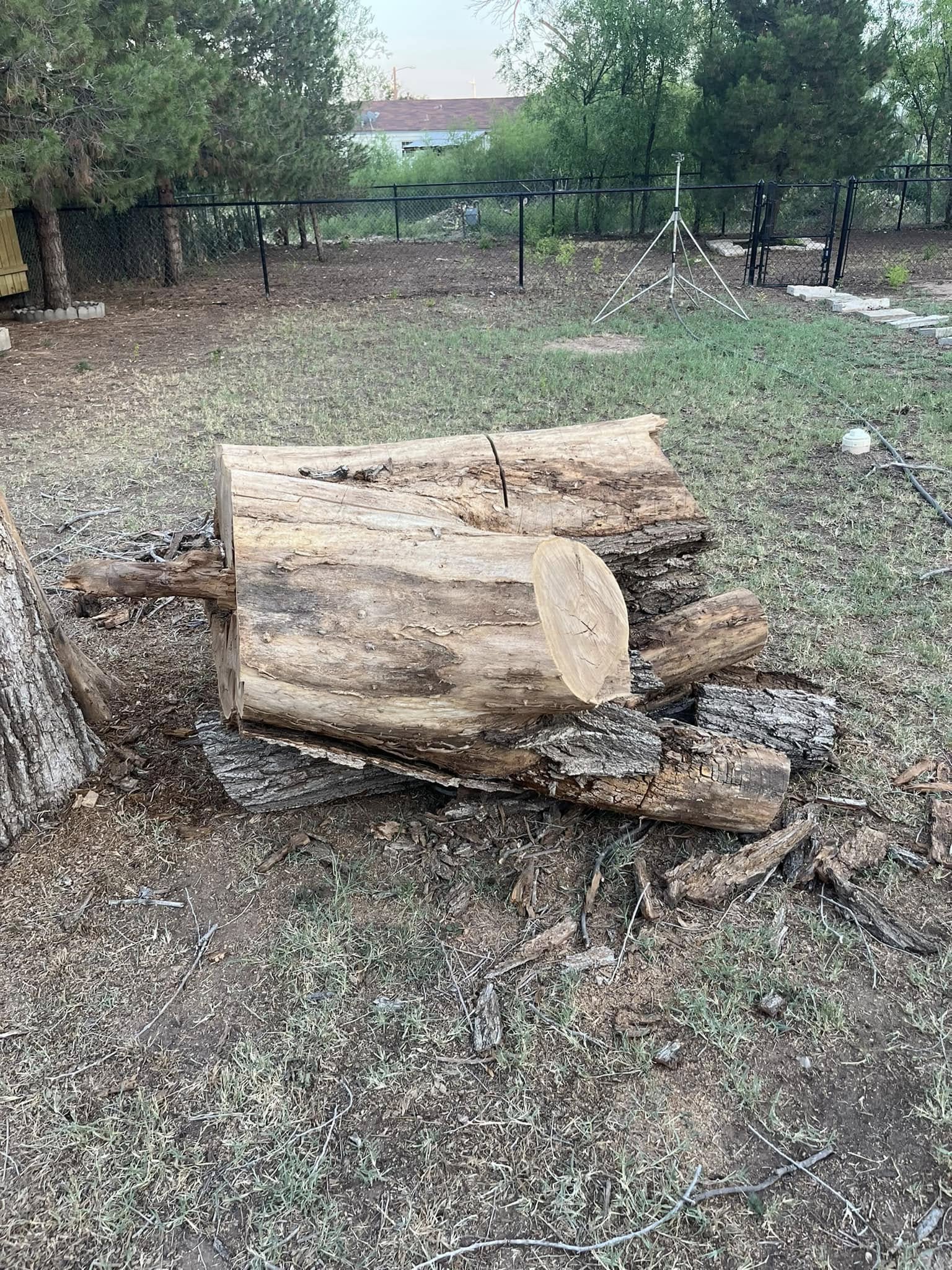 Tree Services company Lion In The Tree Trimming Service in Big Spring, TX