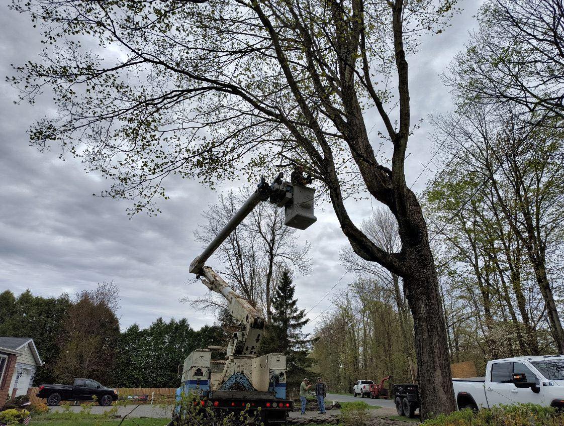  for Helfert Tree Service in Boonville, NY