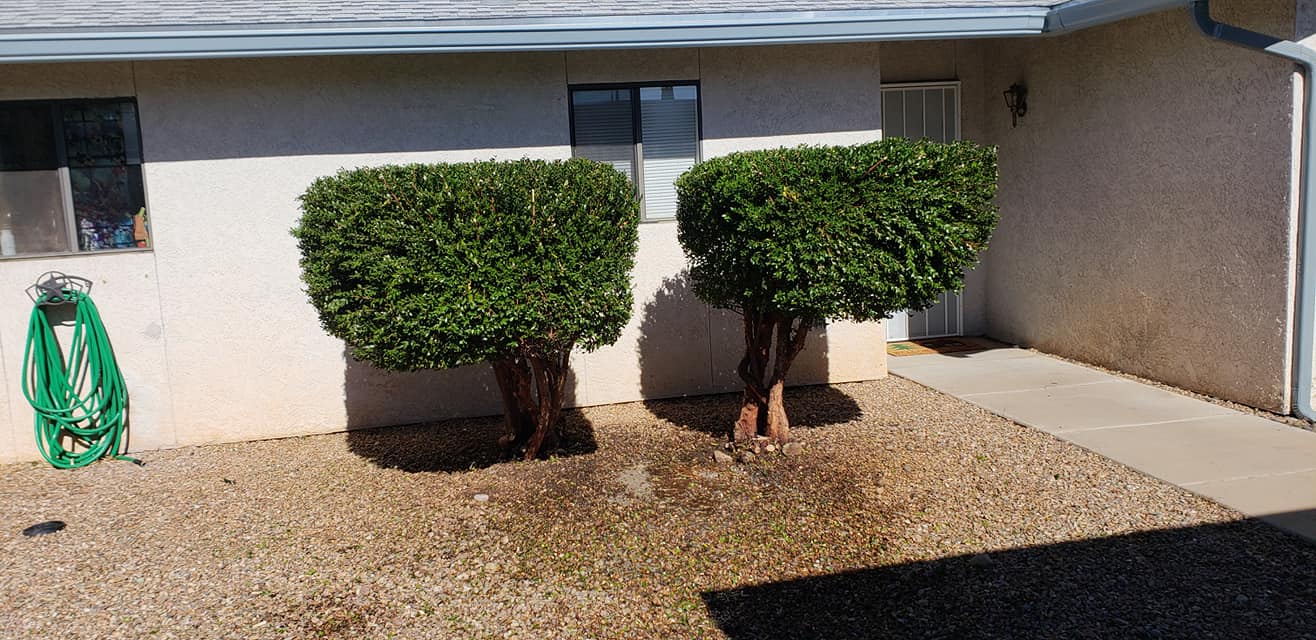 Tree Services company A to Z Grounds Keeping in Sierra Vista, AZ