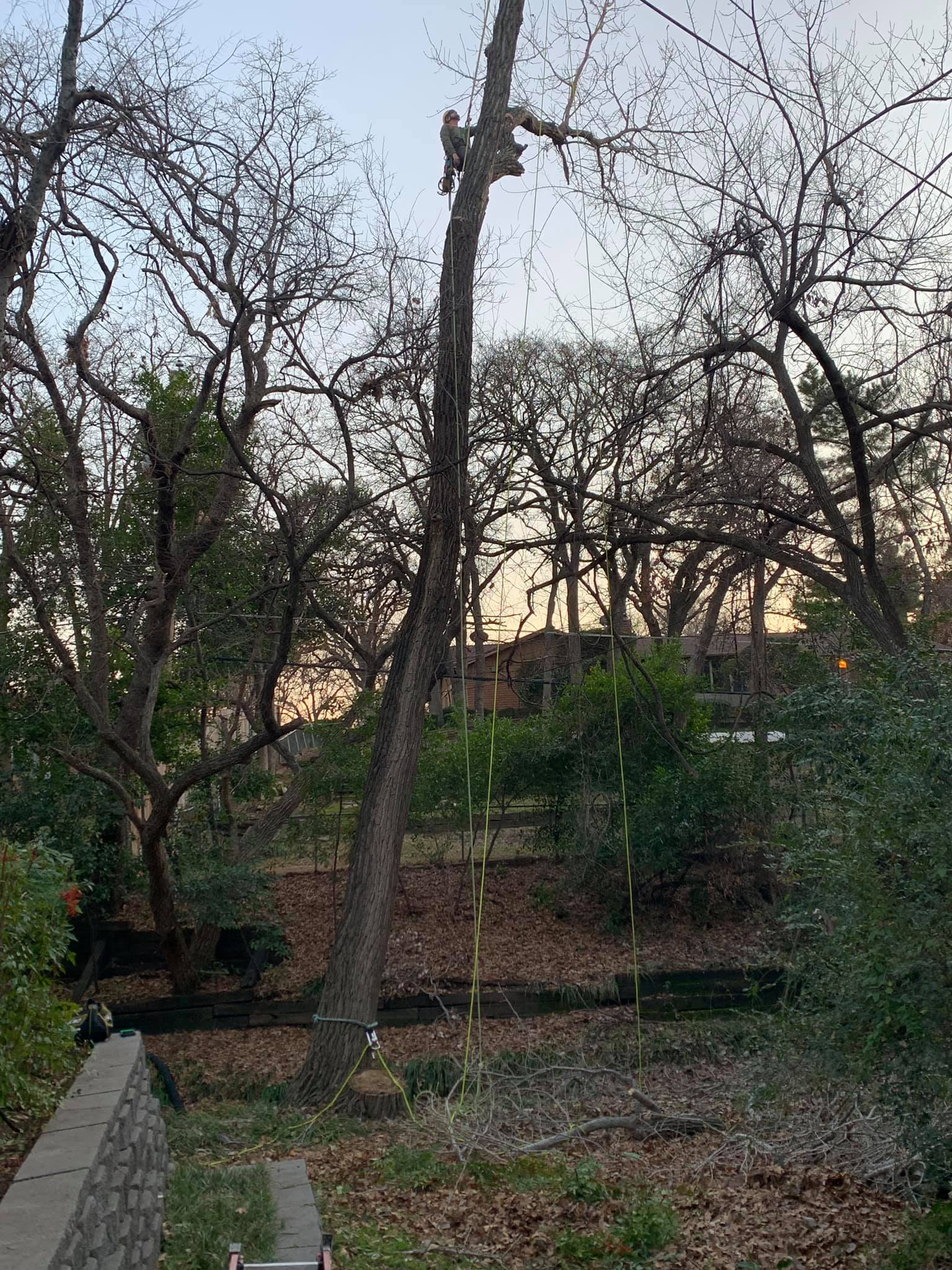  for TLC Professional Tree Service in Bedford, TX