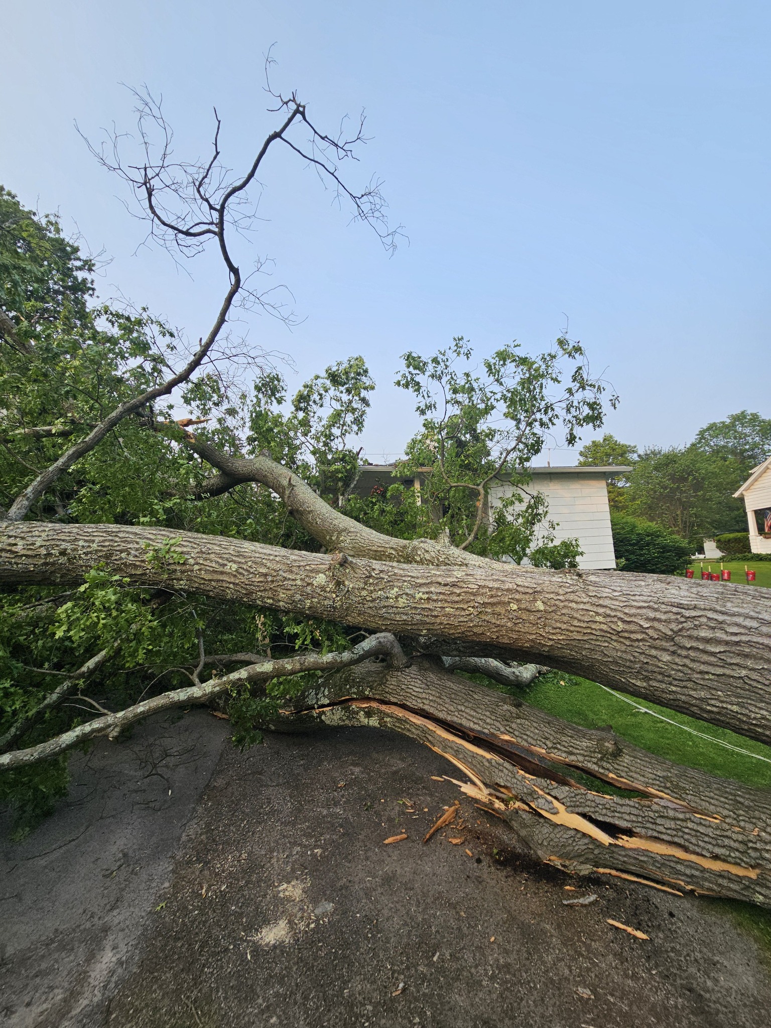  for AAA Tree Cutting in Shavertown, PA