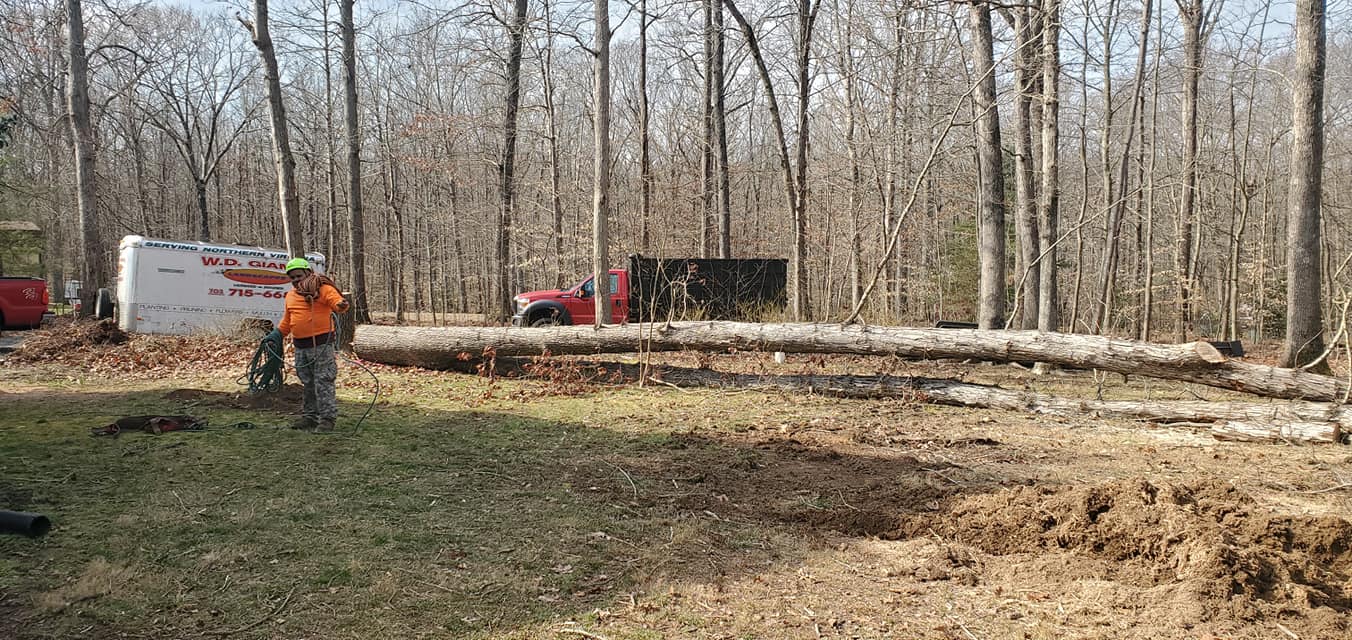 Tree Services company W D Giampa Lawns and Landscape Inc. in Manassas, VA