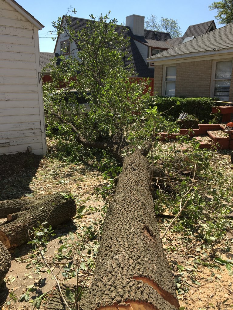 A Realtree Service team in Garland, TX - people or person