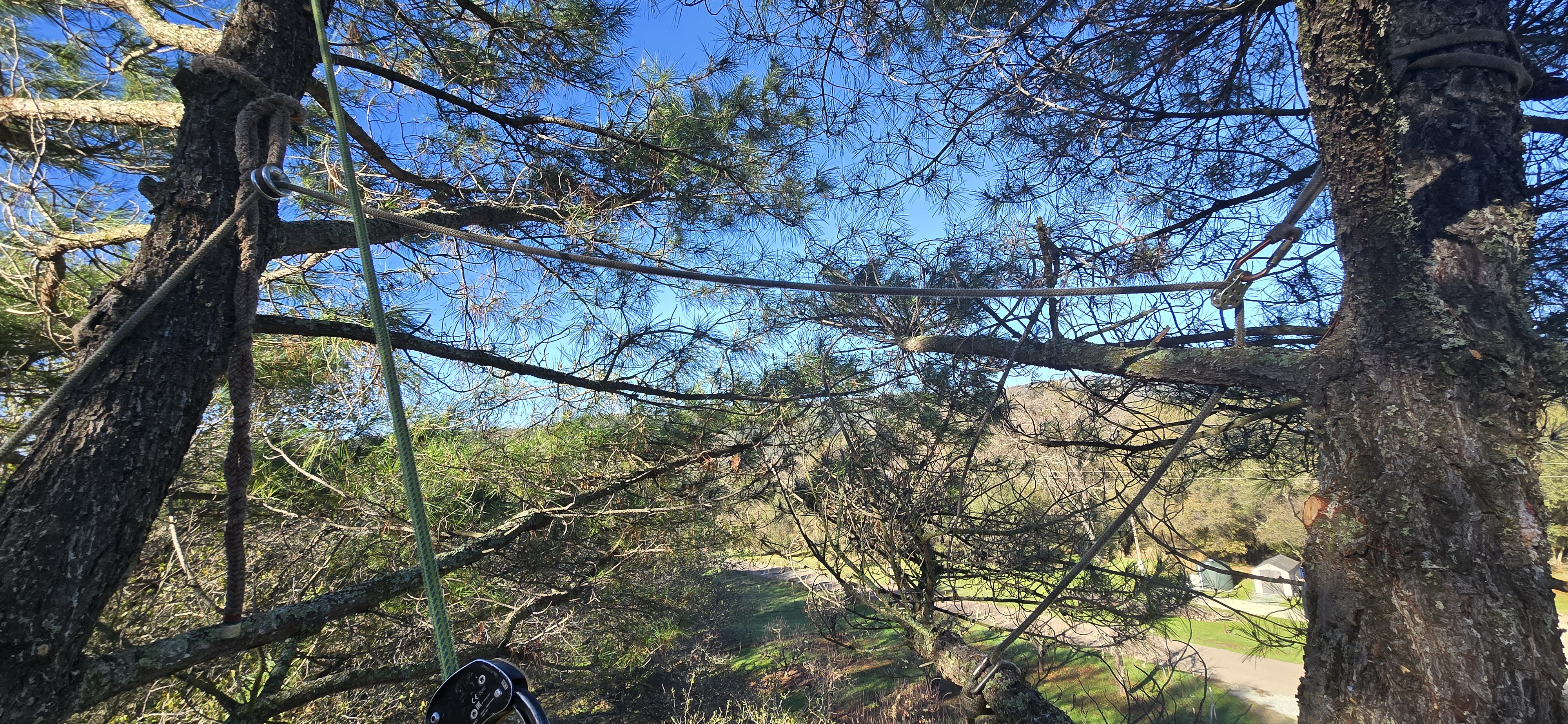  for George Staddan's Professional Tree Care in Placerville, CA