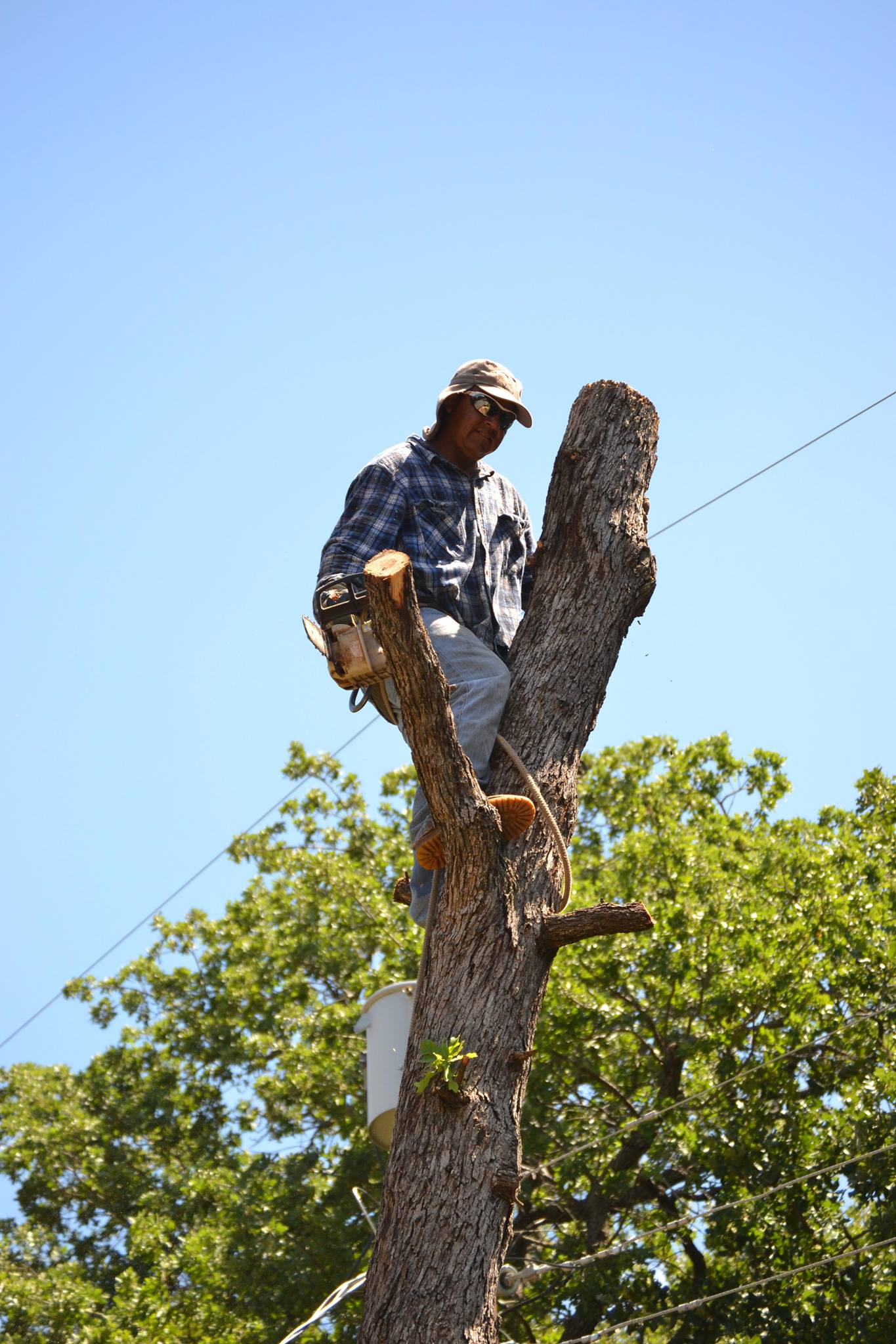  for Classic cut tree trimming and removal in Arlington, TX