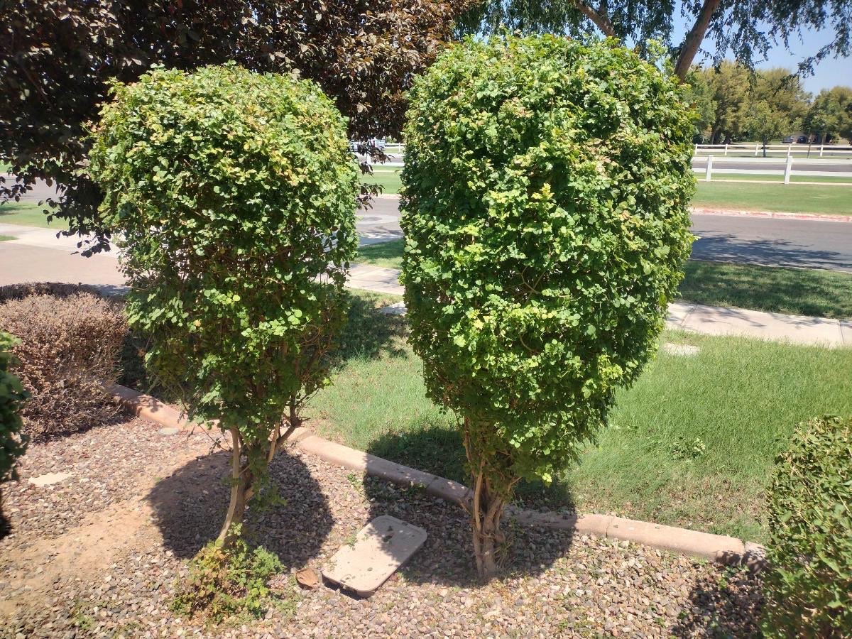 Smooth Lawn Service team in Mesa, AZ - people or person