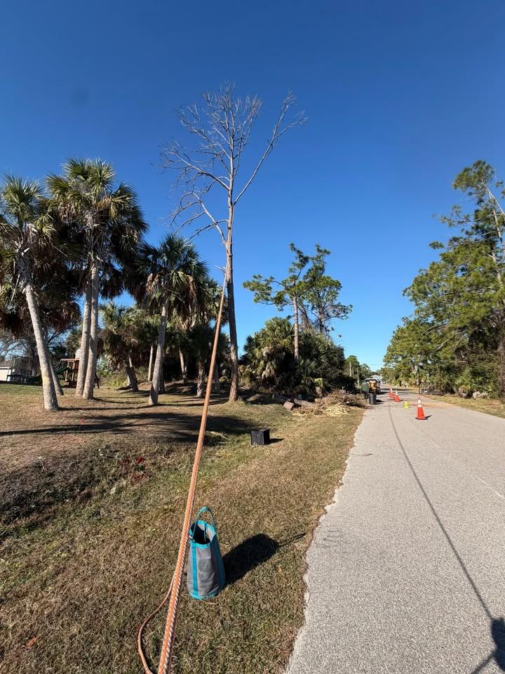 for Damian’s Tree Care in Sarasota, FL