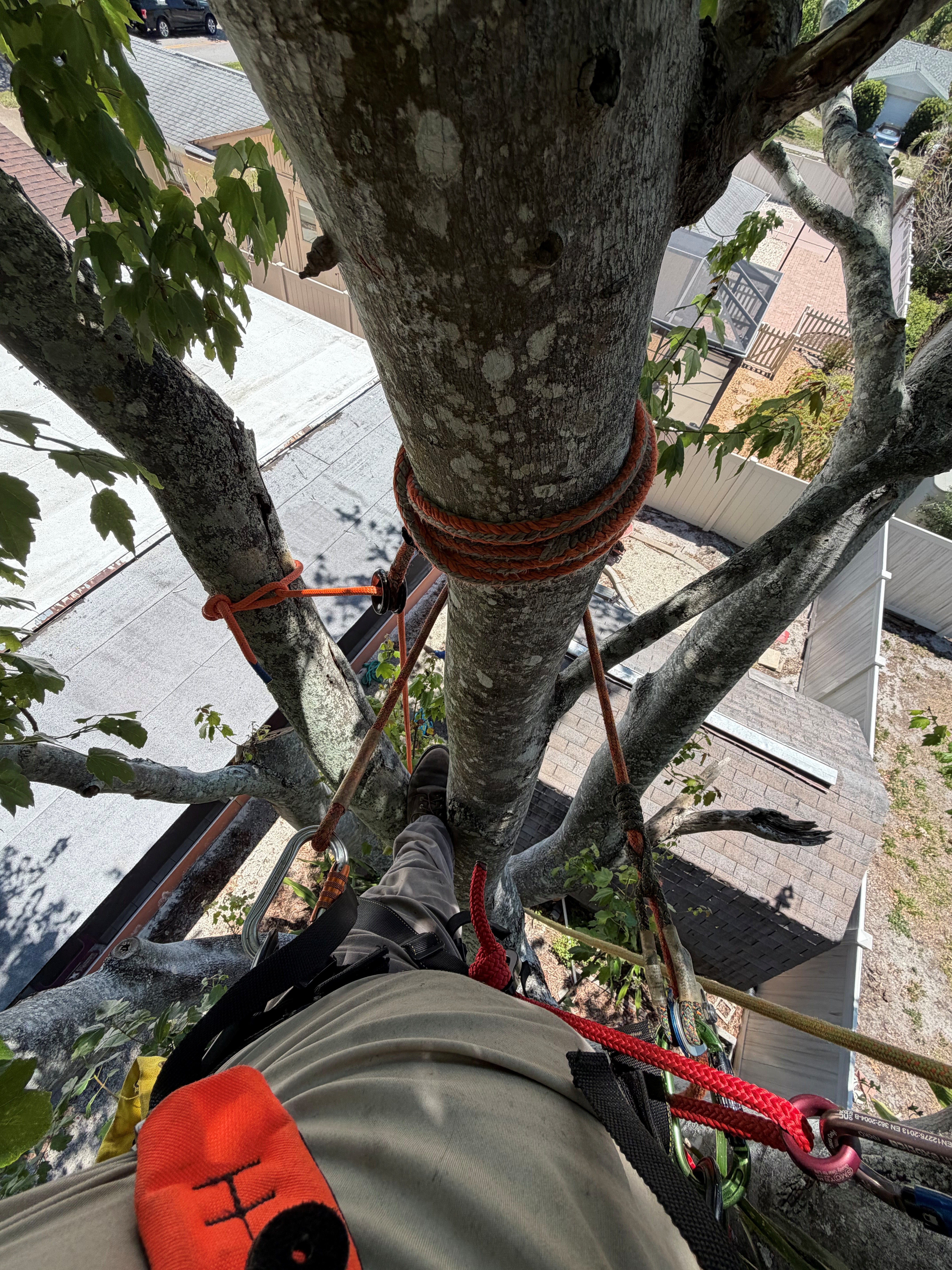  for Damian’s Tree Care in Sarasota, FL