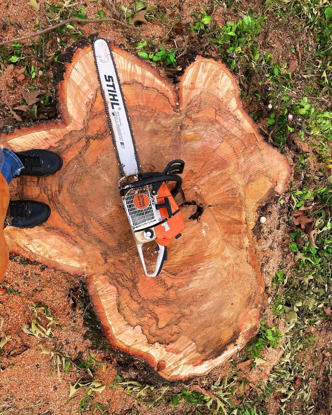 tree services company Kingdom Tree Cuts in Birmingham, AL
