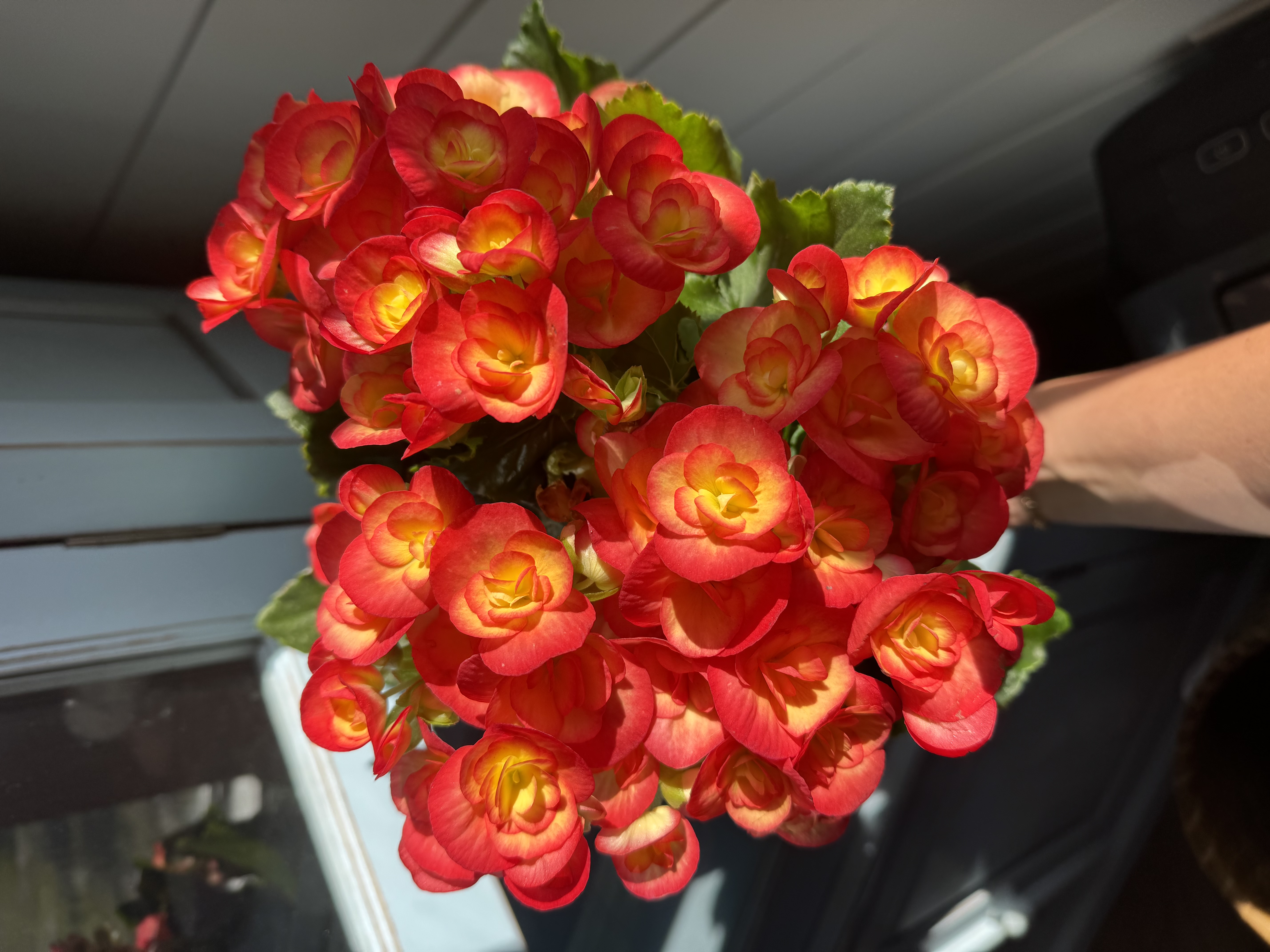  for Southern Roots Tree Farm in Crystal River, FL