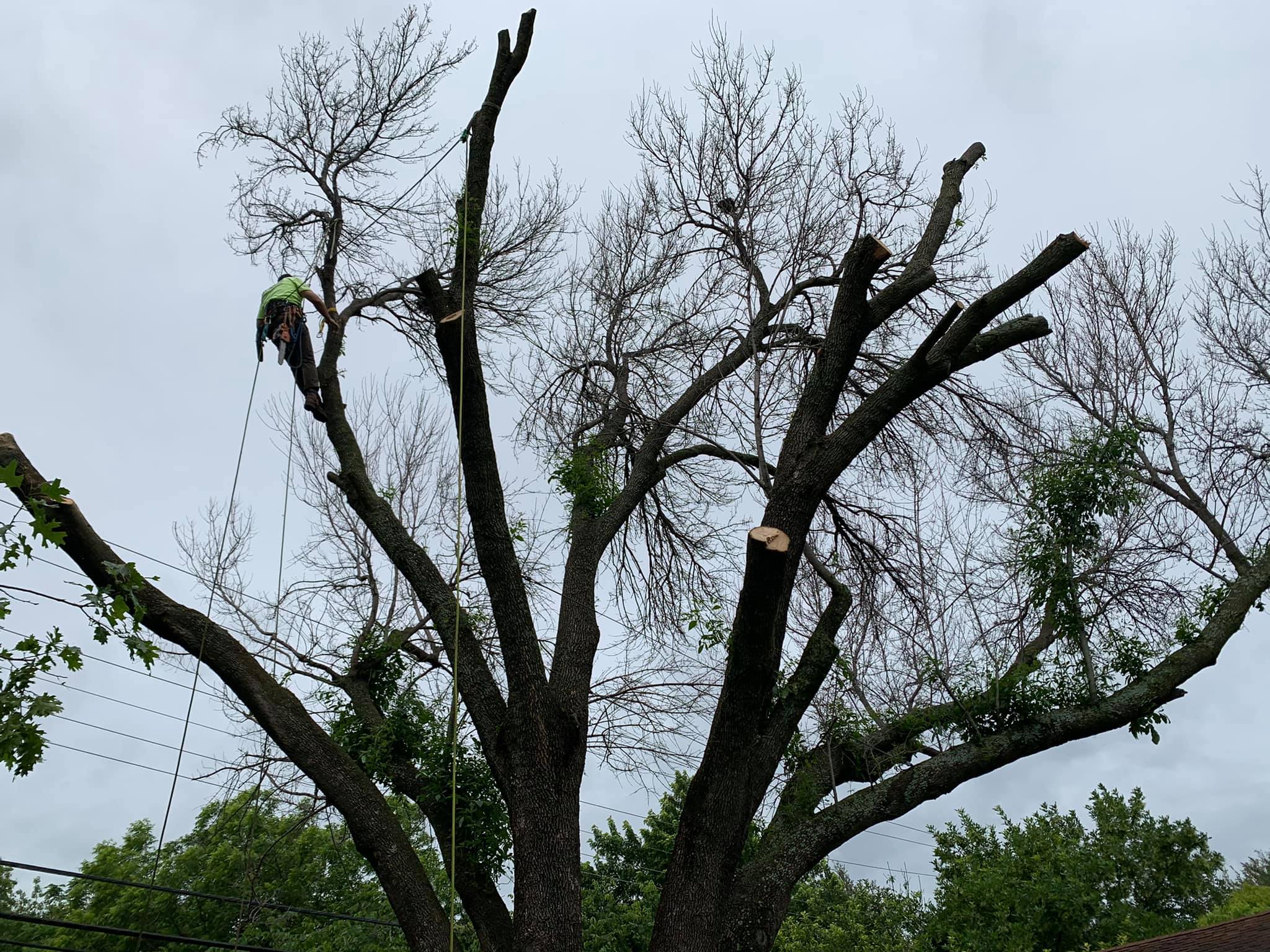 TLC Professional Tree Service team in Fort Worth, TX - people or person