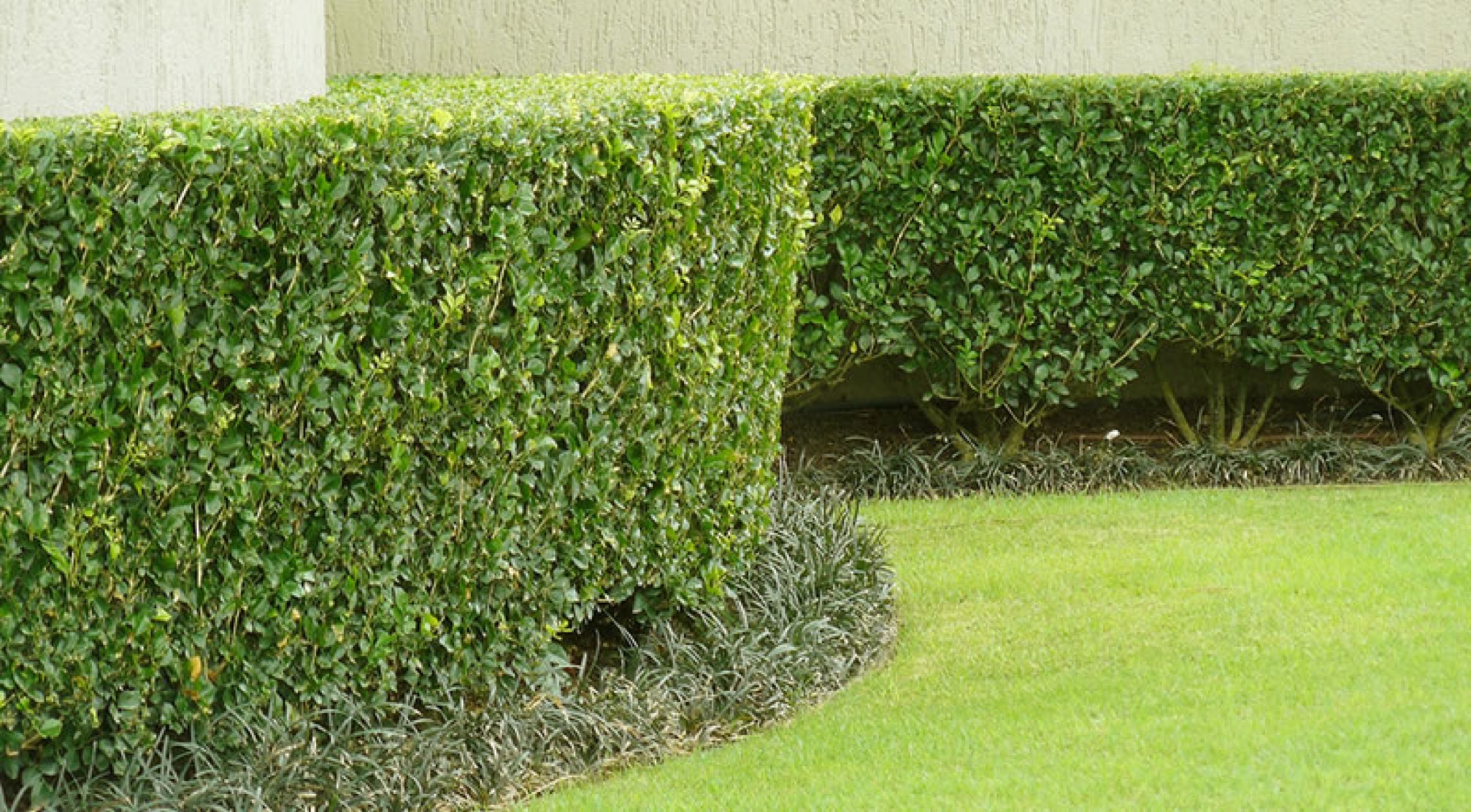  for Earth Line Landscape in Columbia, South Carolina