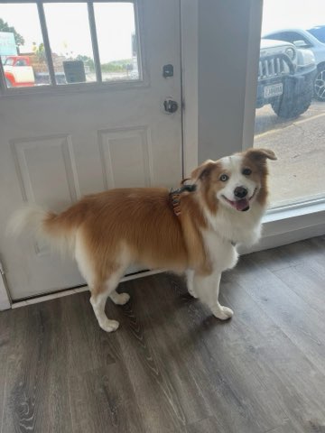 for Tails By The Lake Grooming in Branson West, MO