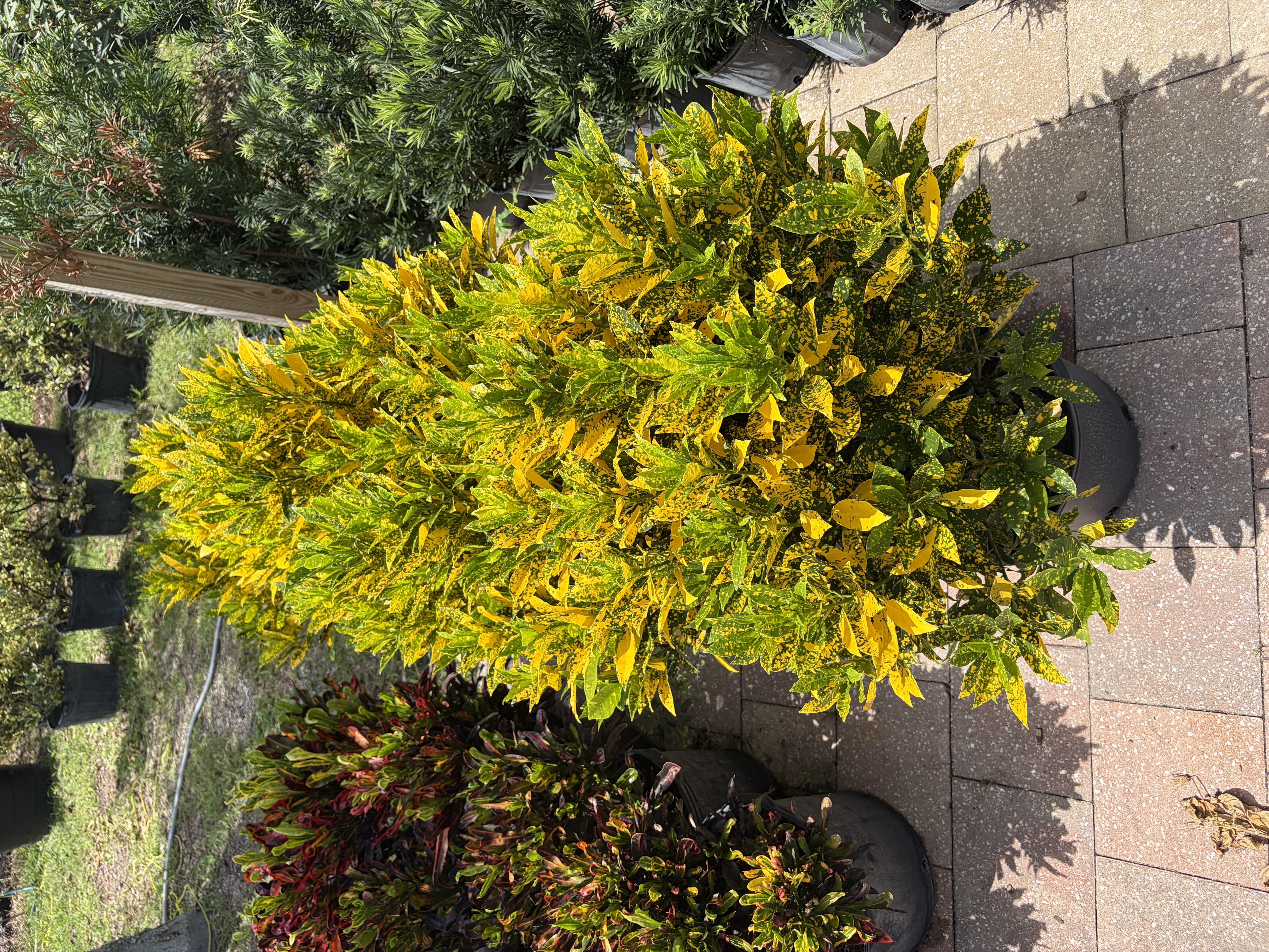 Shrubs & Hedges