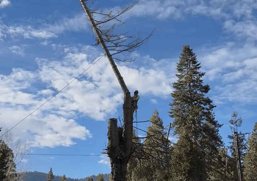 Tree Removal
