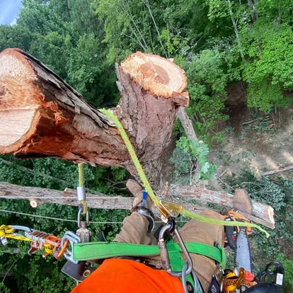  for Pedro's Tree Removal in Charlotte, NC