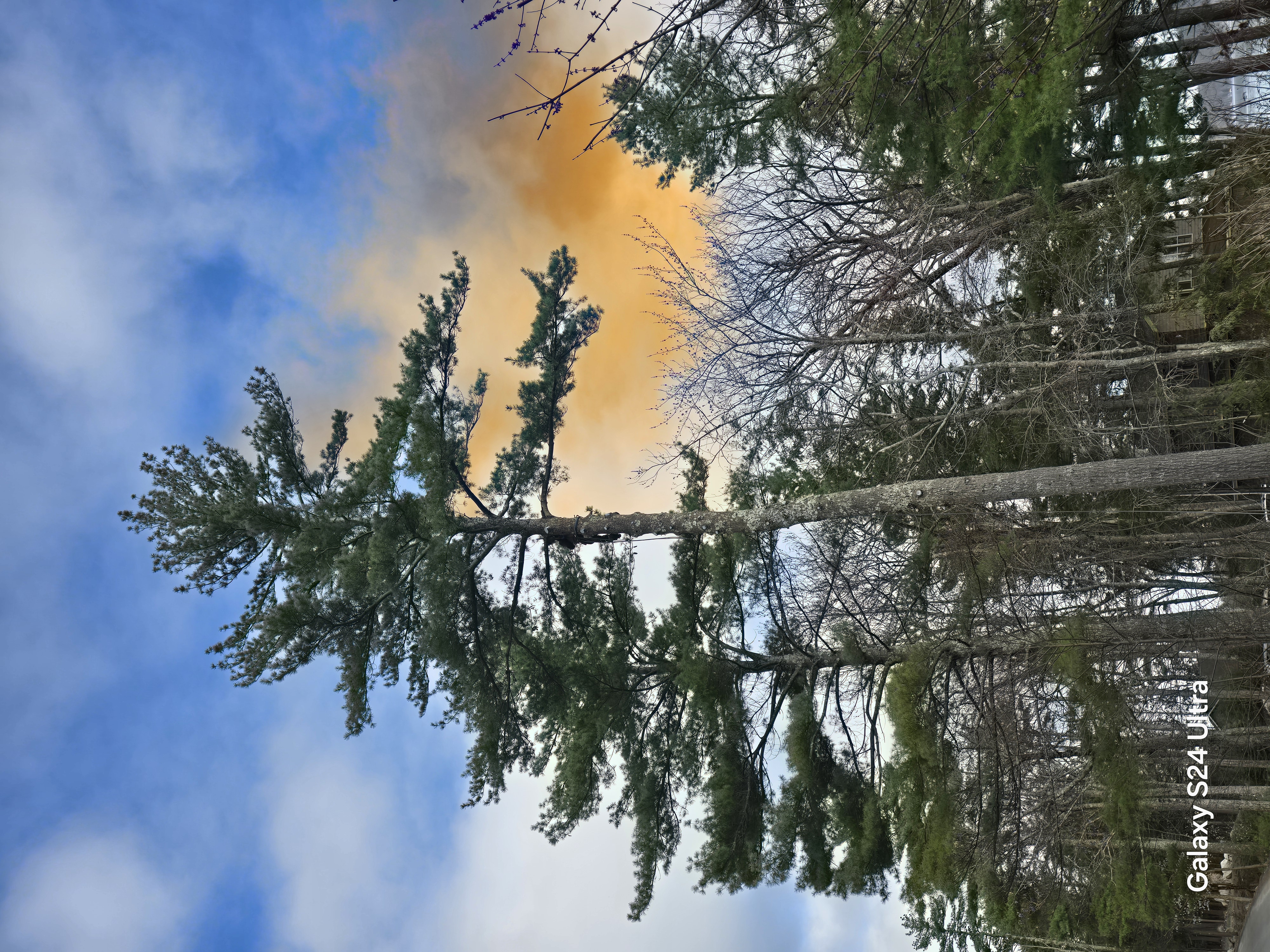  for Blue Ribbon Tree Service in Gilford, NH