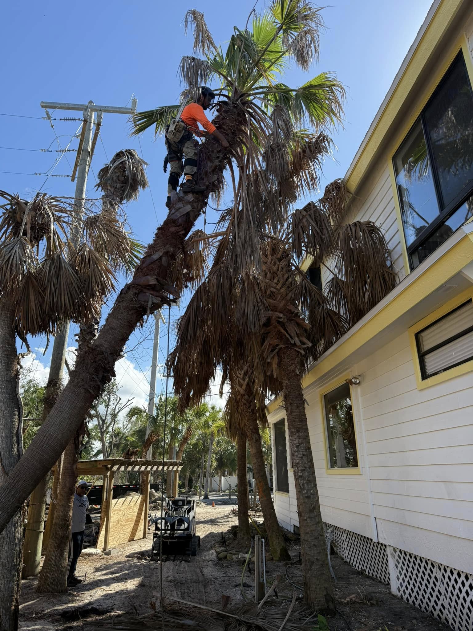  for Damian’s Tree Care in Sarasota, FL