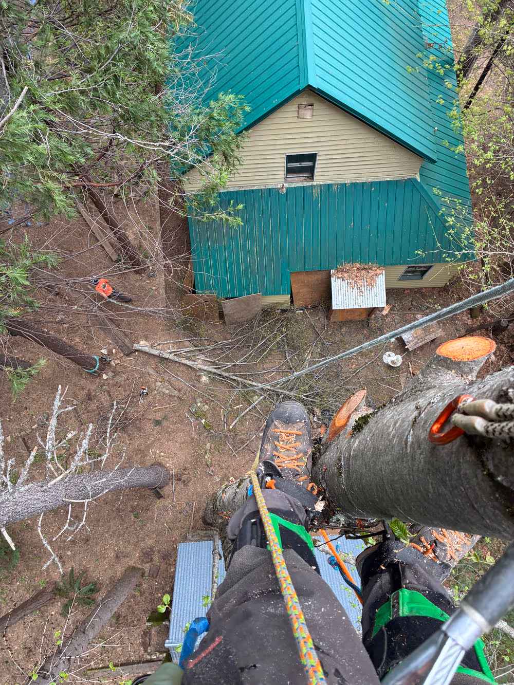 Efficient Tree Removal — Dunsmuir, CA