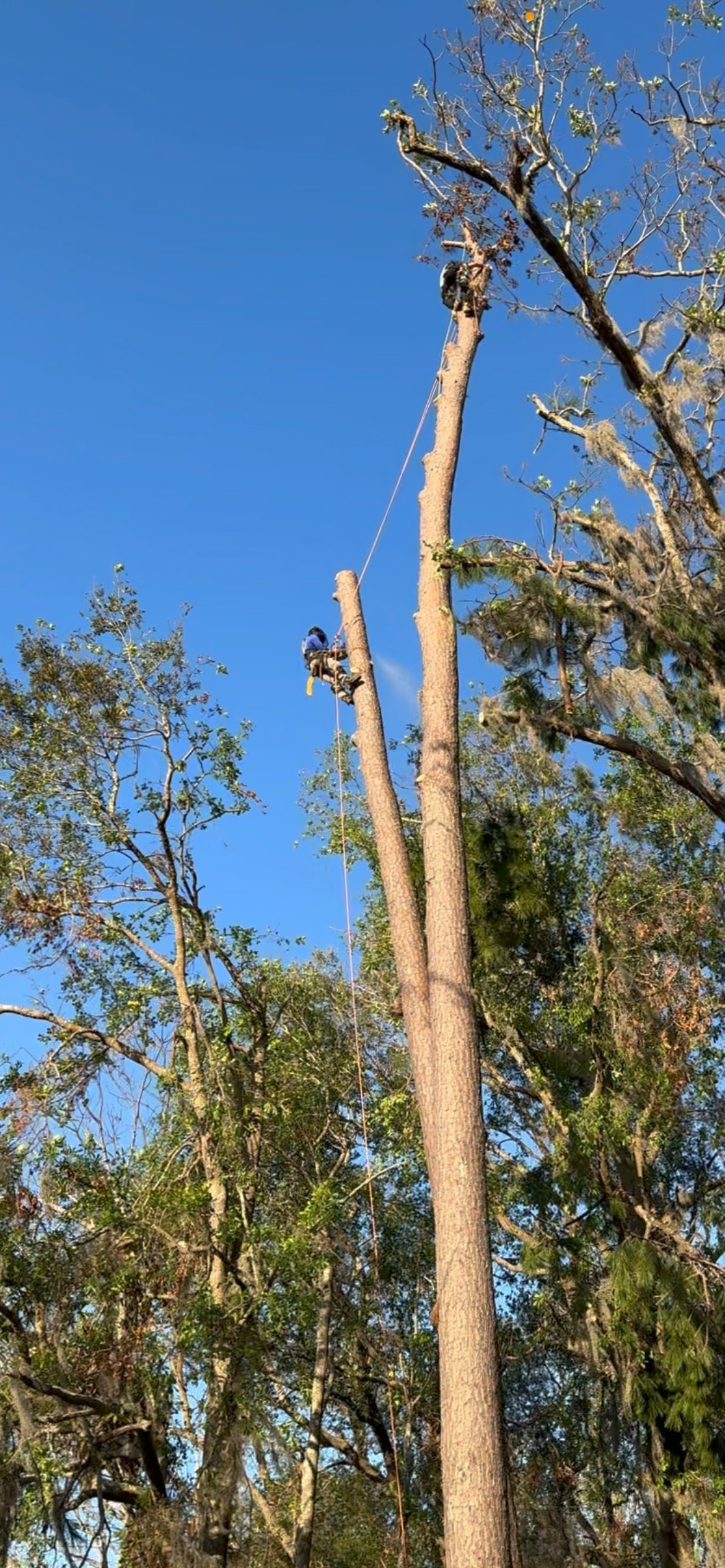 Tree Services company Elevate Tree Care in Gillette, WY