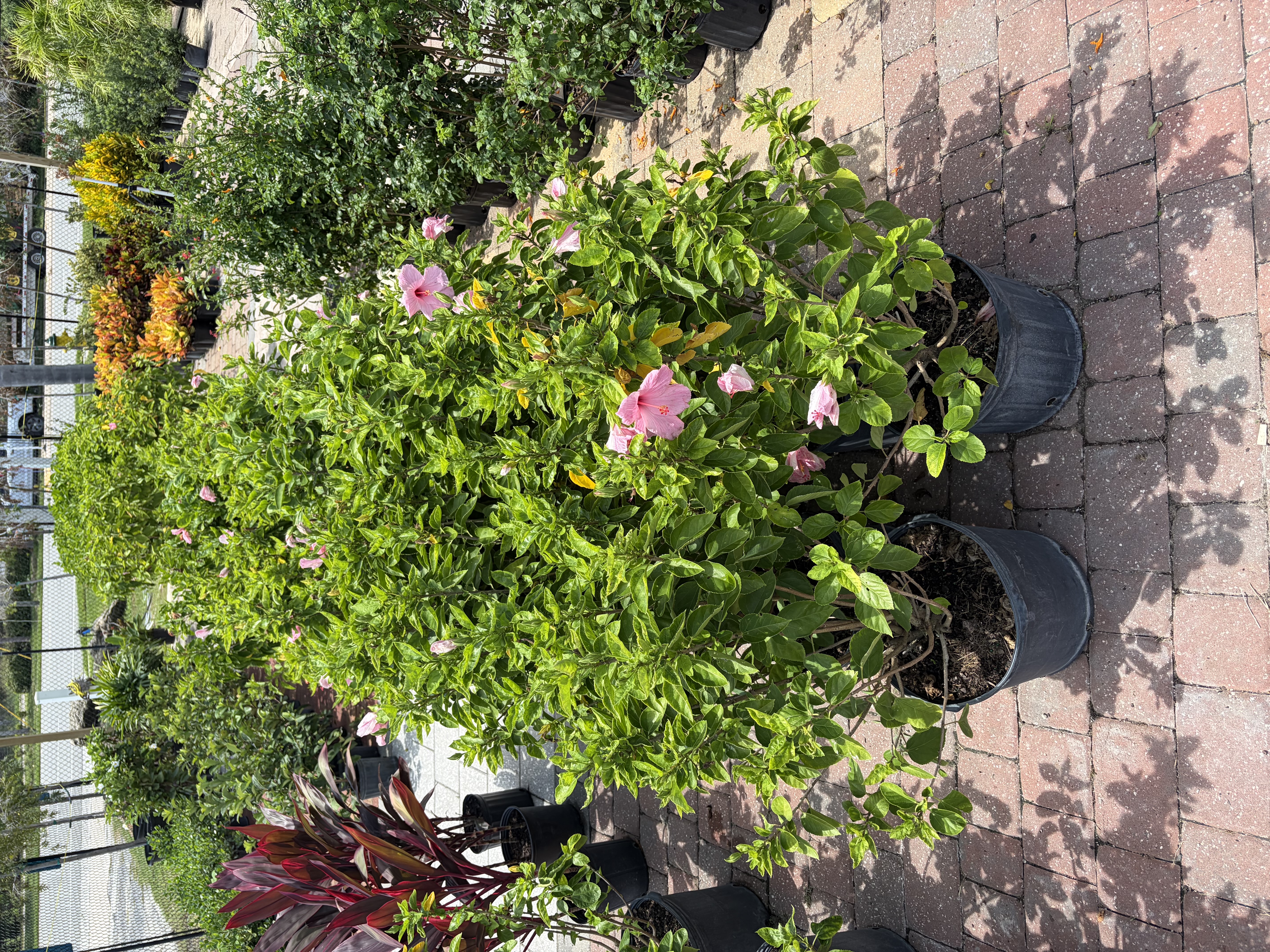 Pots & Container Plants