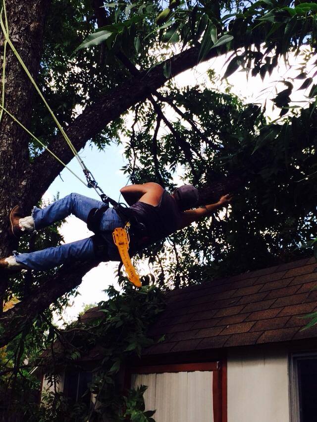  for Classic cut tree trimming and removal in Arlington, TX