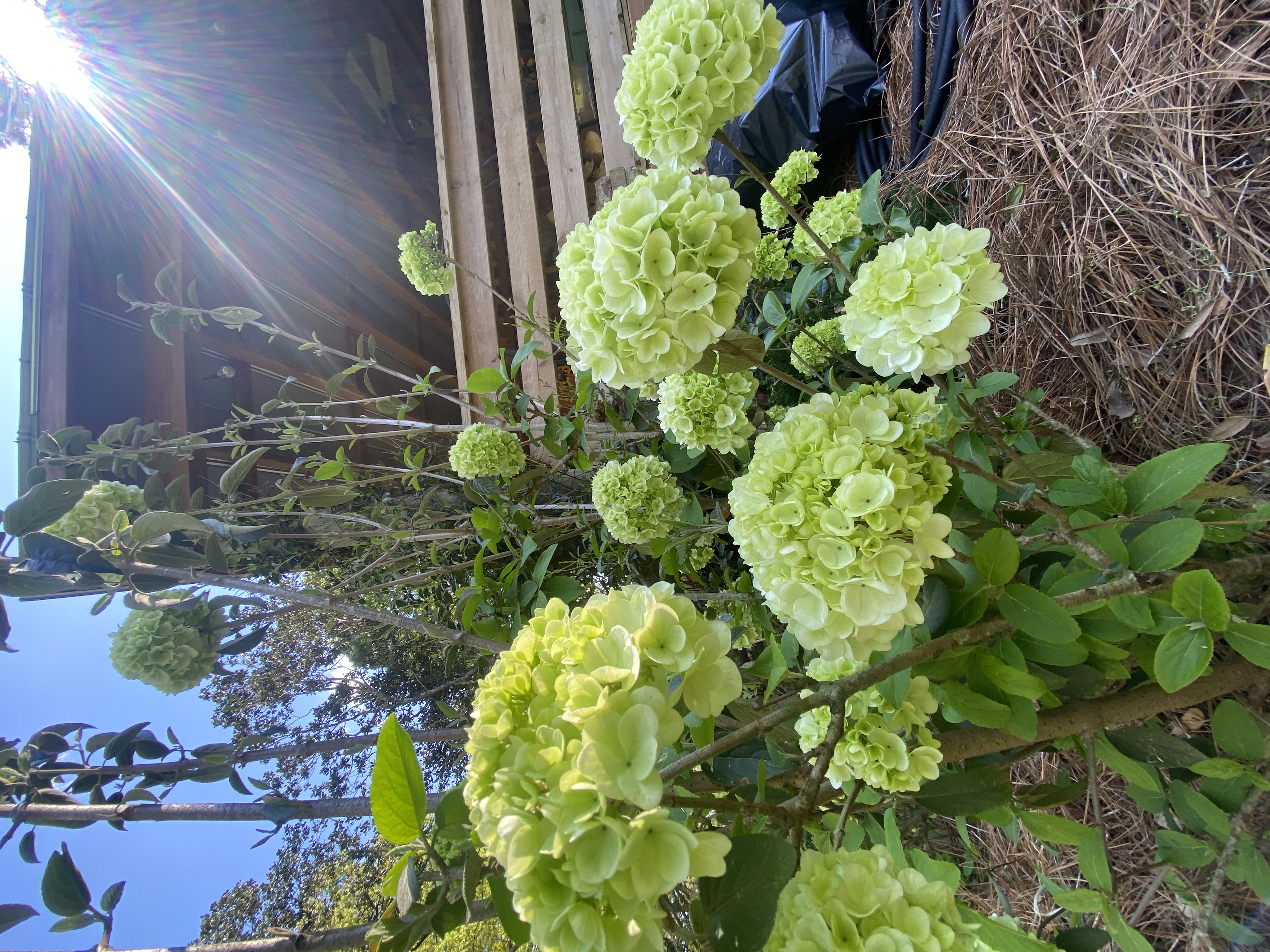  for Grasshopper's Lawn and Landscape in Fairhope, AL