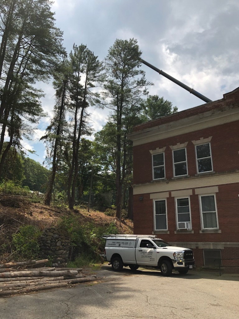 Tree Service company Redemption Tree & Landscape LLC  in Oakham, MA