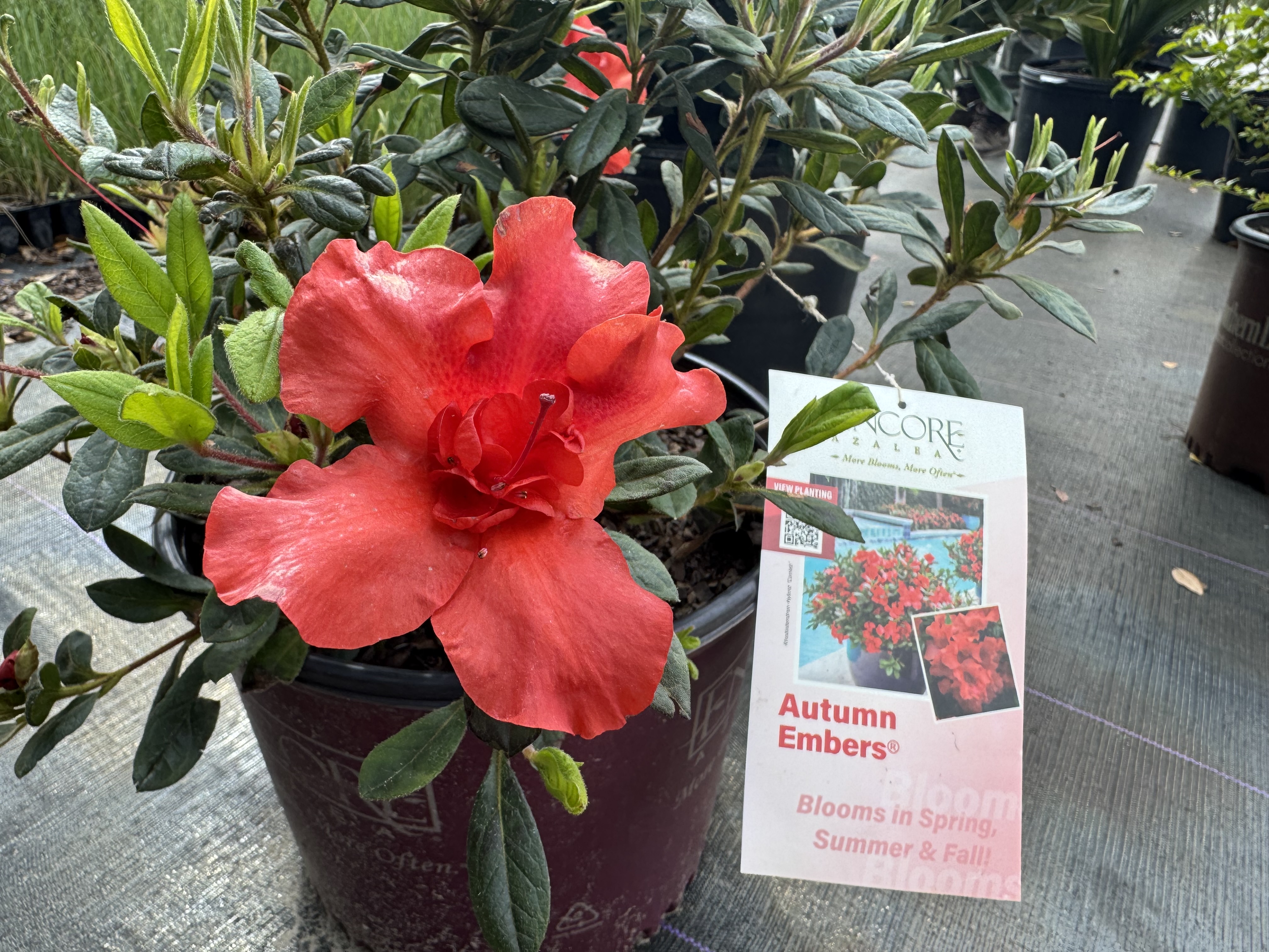  for Southern Roots Tree Farm in Crystal River, FL