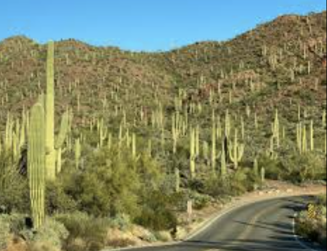  for Land Maintenance Service in Granite Shoals, TX