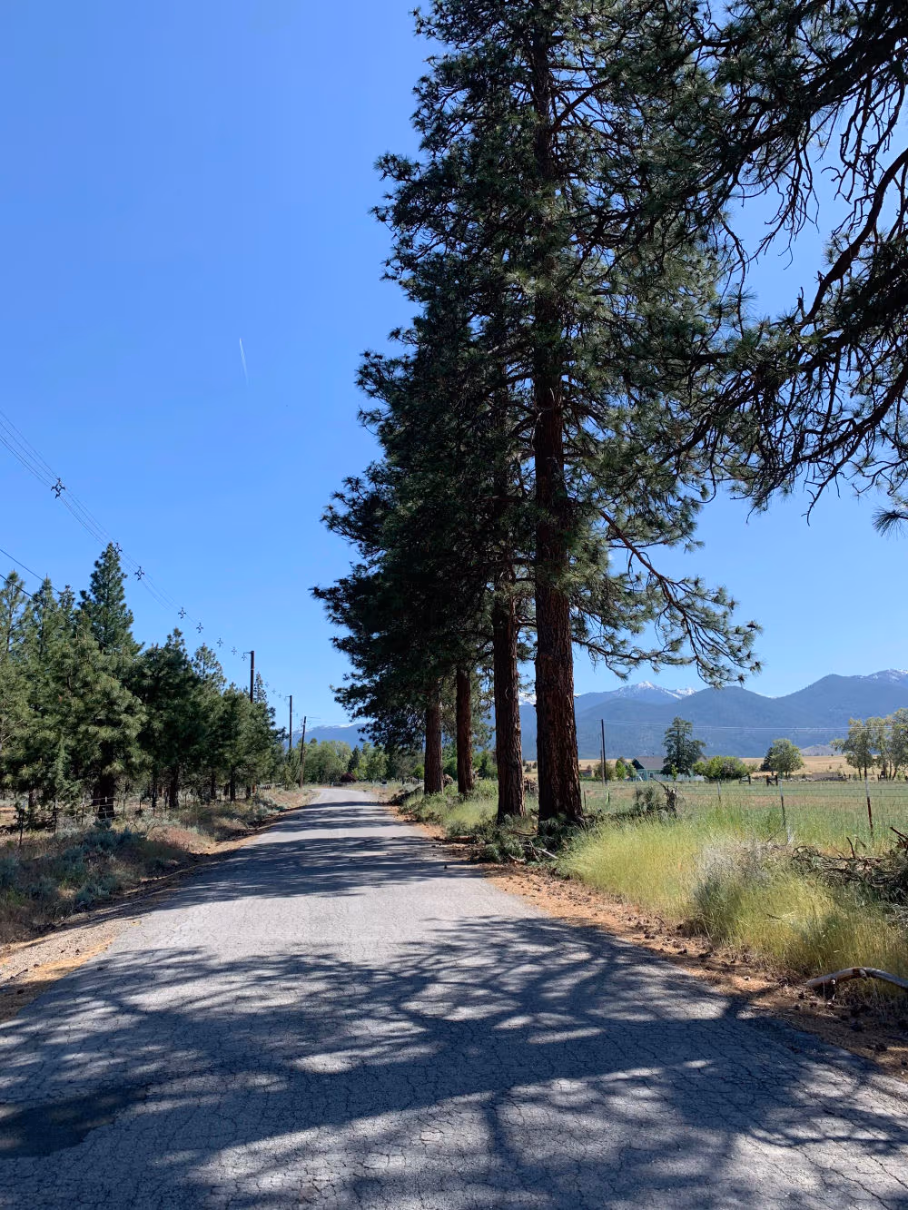 Tree Trimming Along a Rural Road — Weed, CA