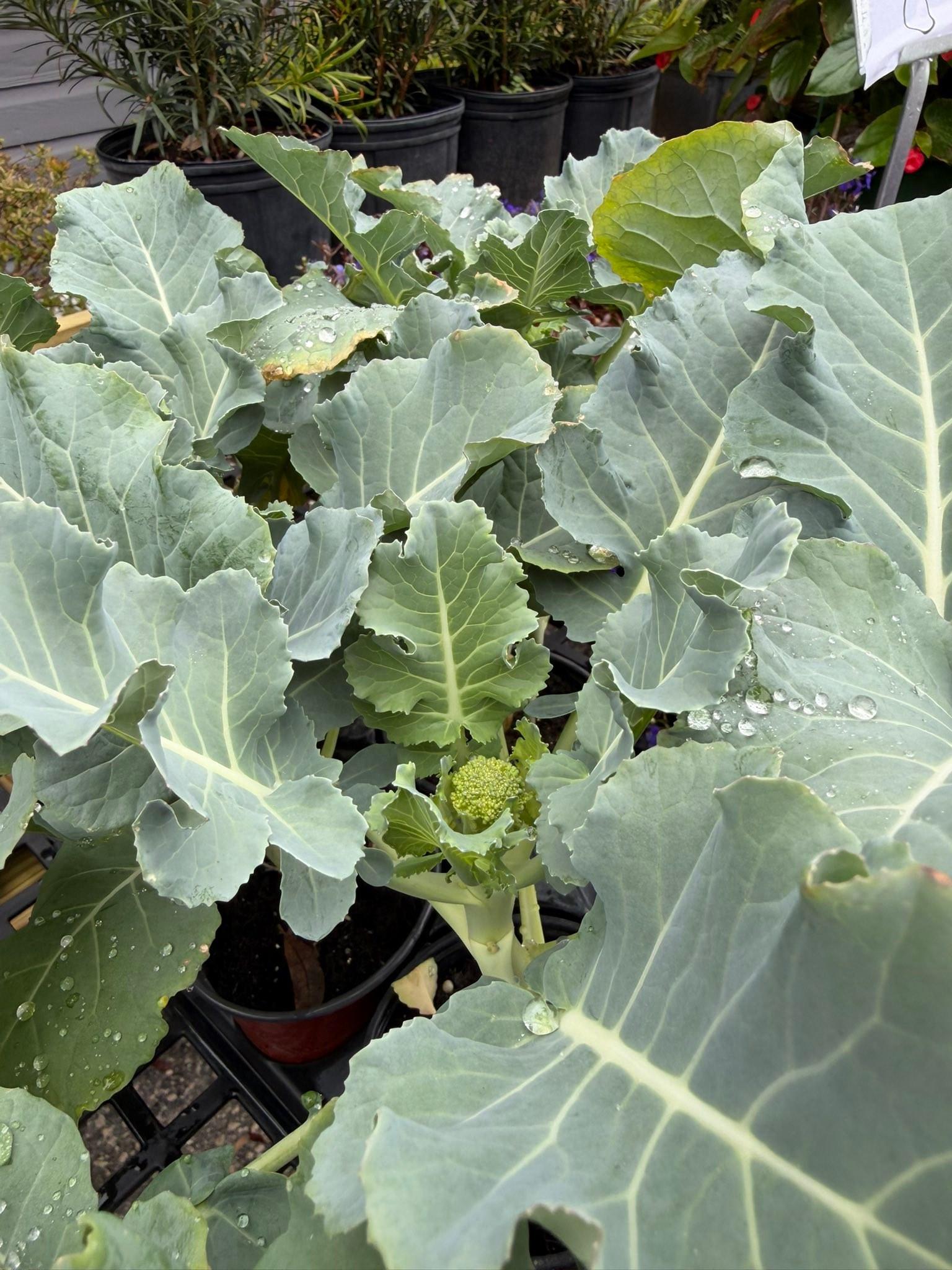  for Southern Roots Tree Farm in Crystal River, FL